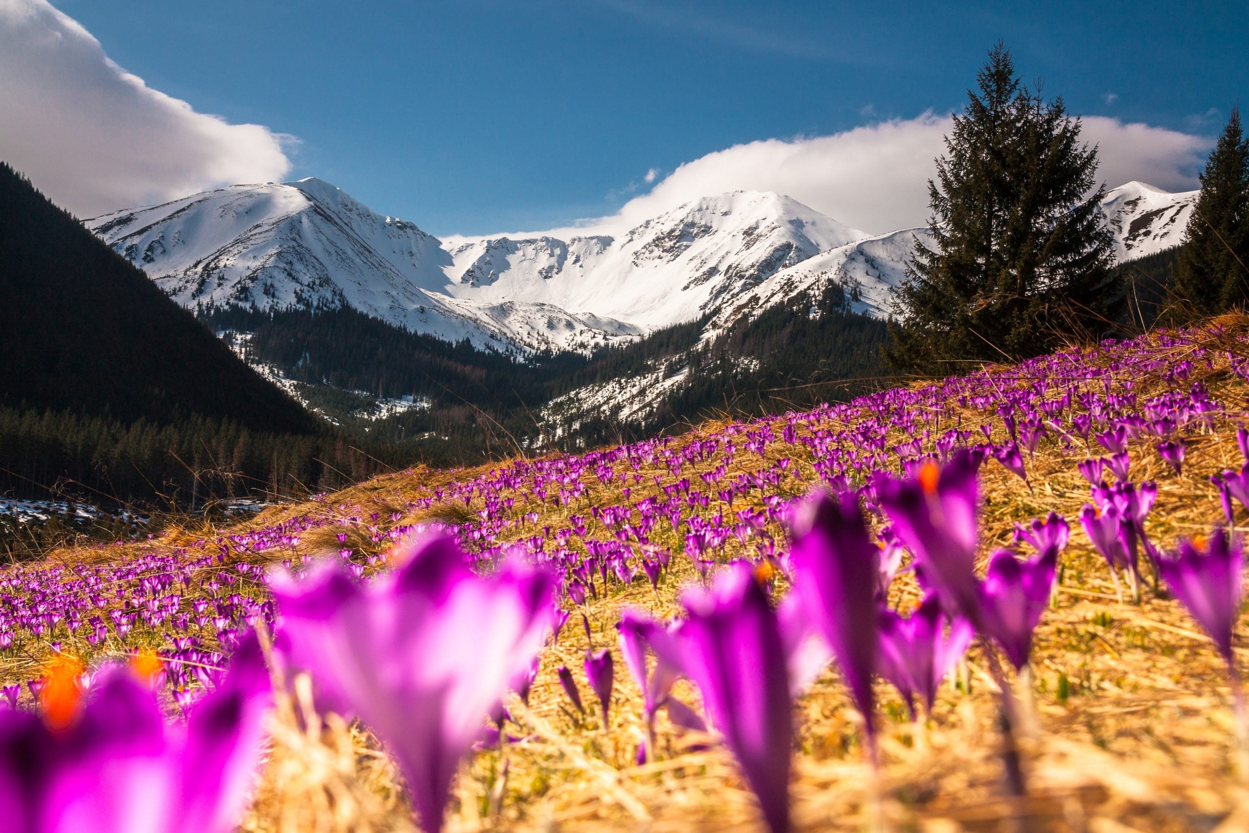 WHAT TO WEAR IN POLAND: OUR POLAND PACKING LIST AND WHAT TO PACK FOR POLAND 12 Crocus field in Kiry Poland