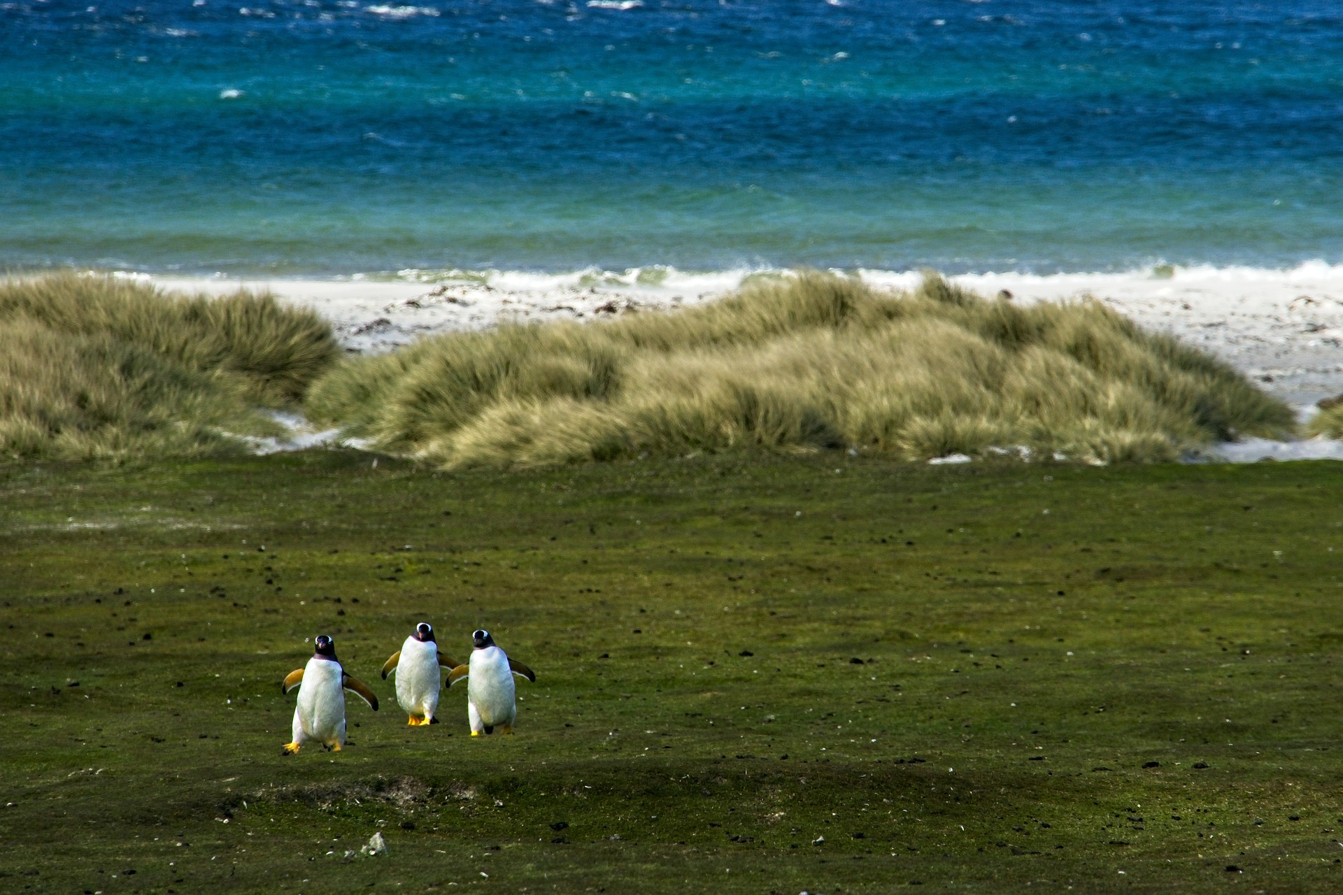 Getting a Falkland Islands SIM Card in 2024: Prepaid SIM Card in Falkland Islands 2 Sure South Island Sim Card, Sure Falkland Islands sim card, best tourist sim card Falkland Islands, Falkland Islands sim card for tourists, best sim card for Falkland Islands, Falkland Islands prepaid sim card, Falkland Islands sim card for tourist, tourist sim card Falkland Islands, prepaid sim card Falkland Islands, Falkland Islands tourist sim card, sim card in Falkland Islands, sim card Falkland Islands, Falkland Islands sim card airport, Falkland Islands sim card, flaklands sim card Prepaid Falkland Islands Sim Card, Falkland Islands data sim card, Sure Falkland Islands