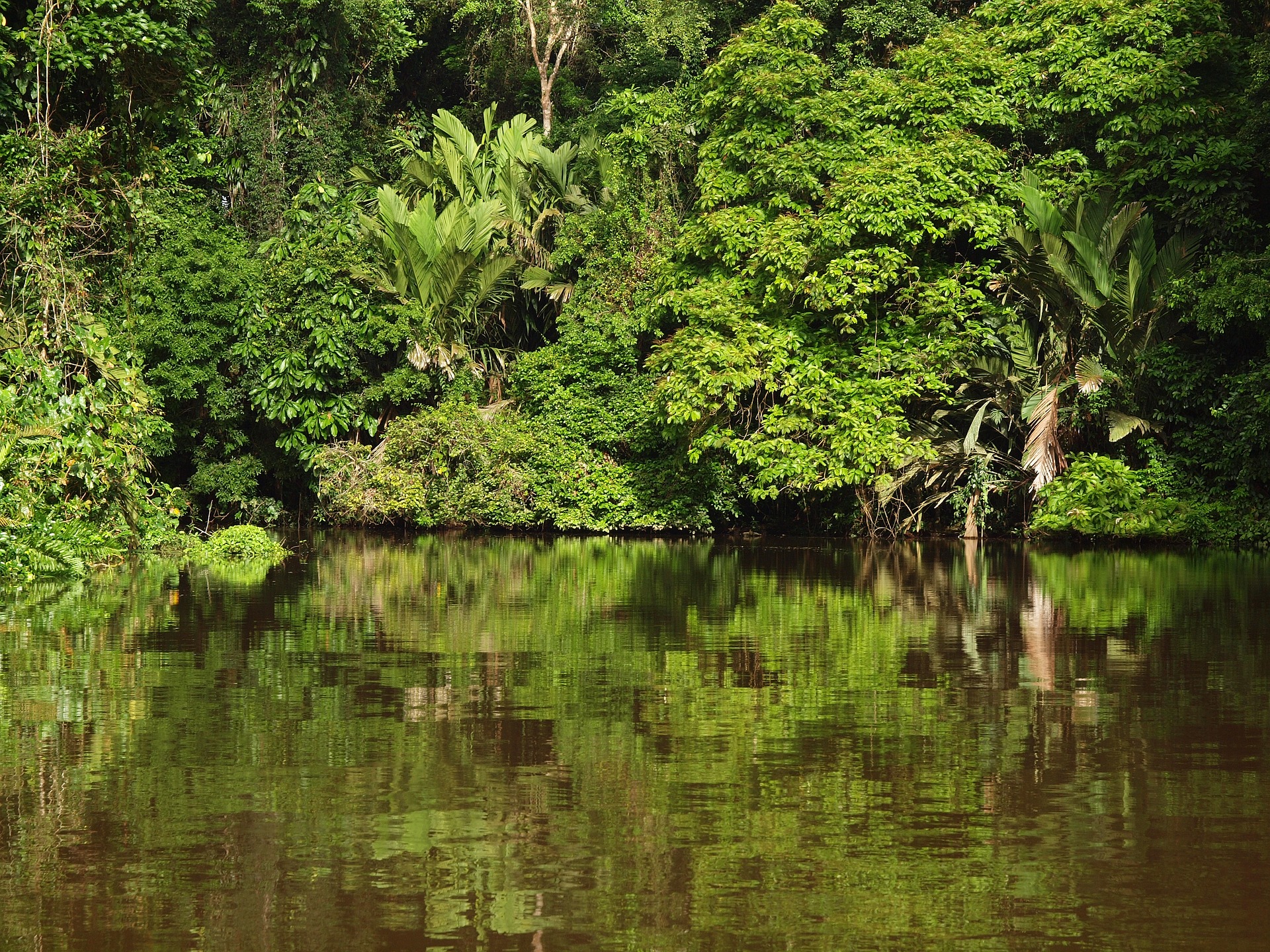 How To Get From Manuel Antonio To Tortuguero - All Possible Ways, cheapest way from Manuel Antonio to Tortuguero, Manuel Antonio to Tortuguero, Manuel Antonio to Tortuguero bus, Puntarenas to Manuel Antonio, Puntarenas to Quepos bus, Quepos to Puntarenas bus, Manuel Antonio to Quepos bus, Quepos to San Jose bus, La Pavona To Tortuguero, San Jose to Cariari, Cariari to La Pavona, San Jose to Tortuguero
