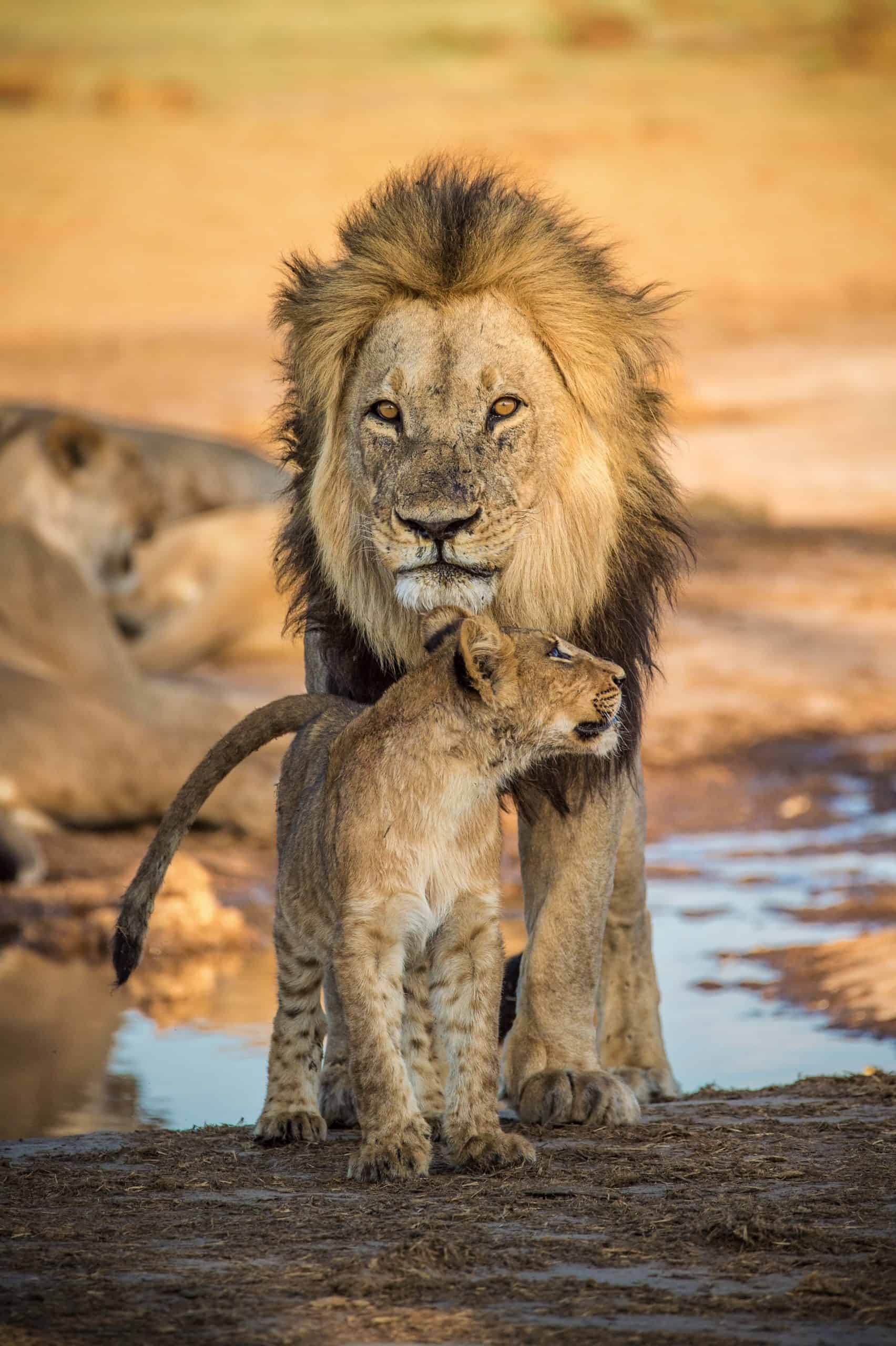Unforgettable Wildlife Trips: Where Animal Lovers Should Go Next 1 BTC Mobile Botswana sim card, Mascom Wireless Botswana sim card, Orange Botswana sim card, Botswanan sim card, best tourist sim card Botswana, Botswana sim card for tourists, best sim card for Botswana, Botswana prepaid sim card, Botswana sim card for tourist, tourist sim card Botswana, prepaid sim card Botswana, Botswana tourist sim card, sim card in Botswana, sim card Botswana, Botswana sim card airport, Botswana sim card, Prepaid Botswana Sim Card, Botswana data sim card, Botswanan data sim card, a Botswana data SIM card