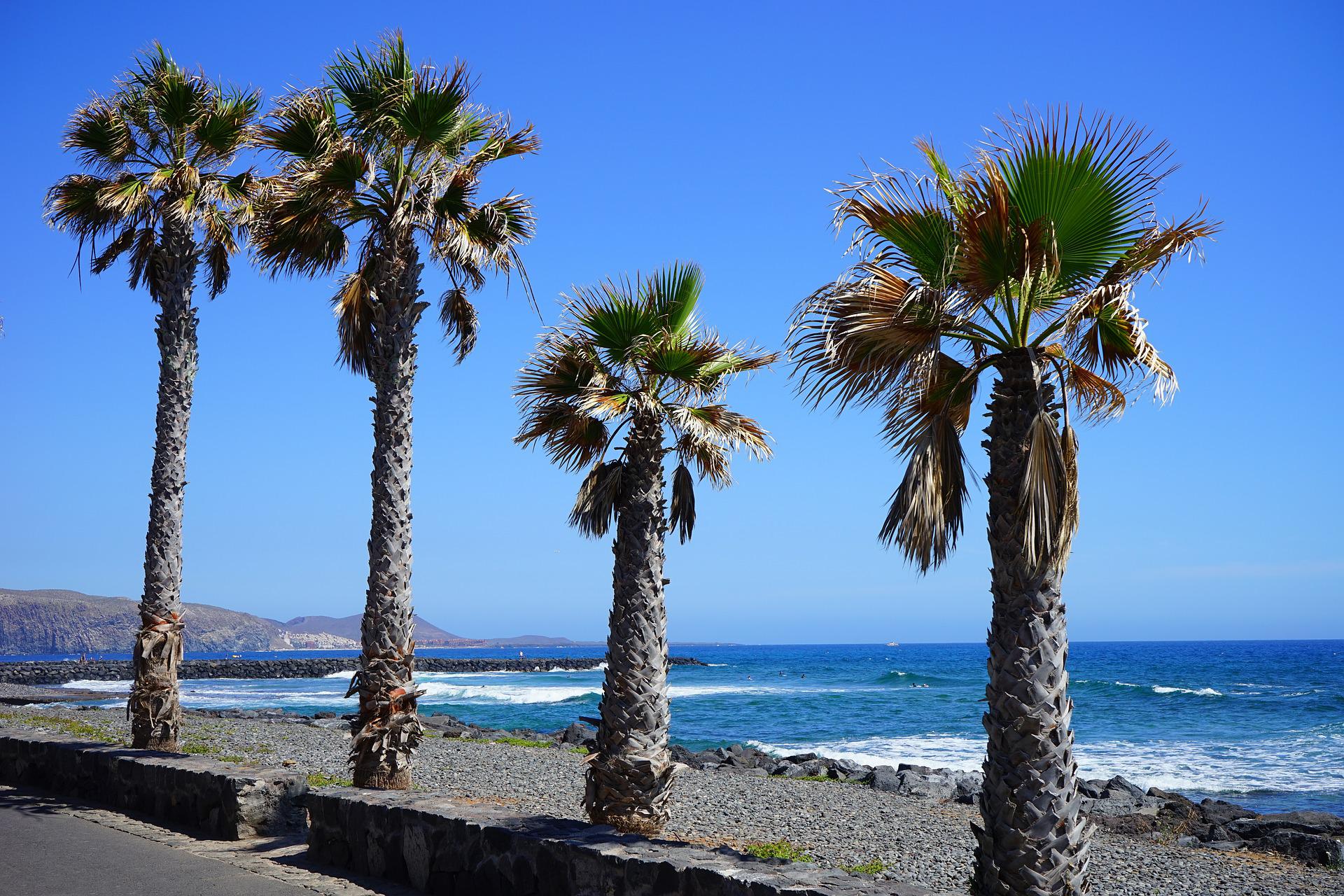 How To Get From Tenerife North Airport To Playa de las Americas Best Way 4 How To Get From Tenerife North Airport To Playa de las Americas - All Possible Ways, cheapest way from Tenerife North Airport to Playa de las Americas, Tenerife North Airport to Playa de las Americas, Tenerife North Airport to Playa de las Americas, Tenerife North Airport to Playa de las Americas, Tenerife Bus Airport, bus from Tenerife North Airport to Playa de las Americas, taxi Tenerife North Airport to Playa de las Americas, Uber Tenerife North Airport to Playa de las Americas, Tenerife North Airport to Playa de las Americas by bus, Tenerife North Airport to Playa de las Americas, Titsa bus fare Tenerife North Airport to Playa de las Americas, Day Travel Card Tenerife, Titsa Bus Day Travel Card