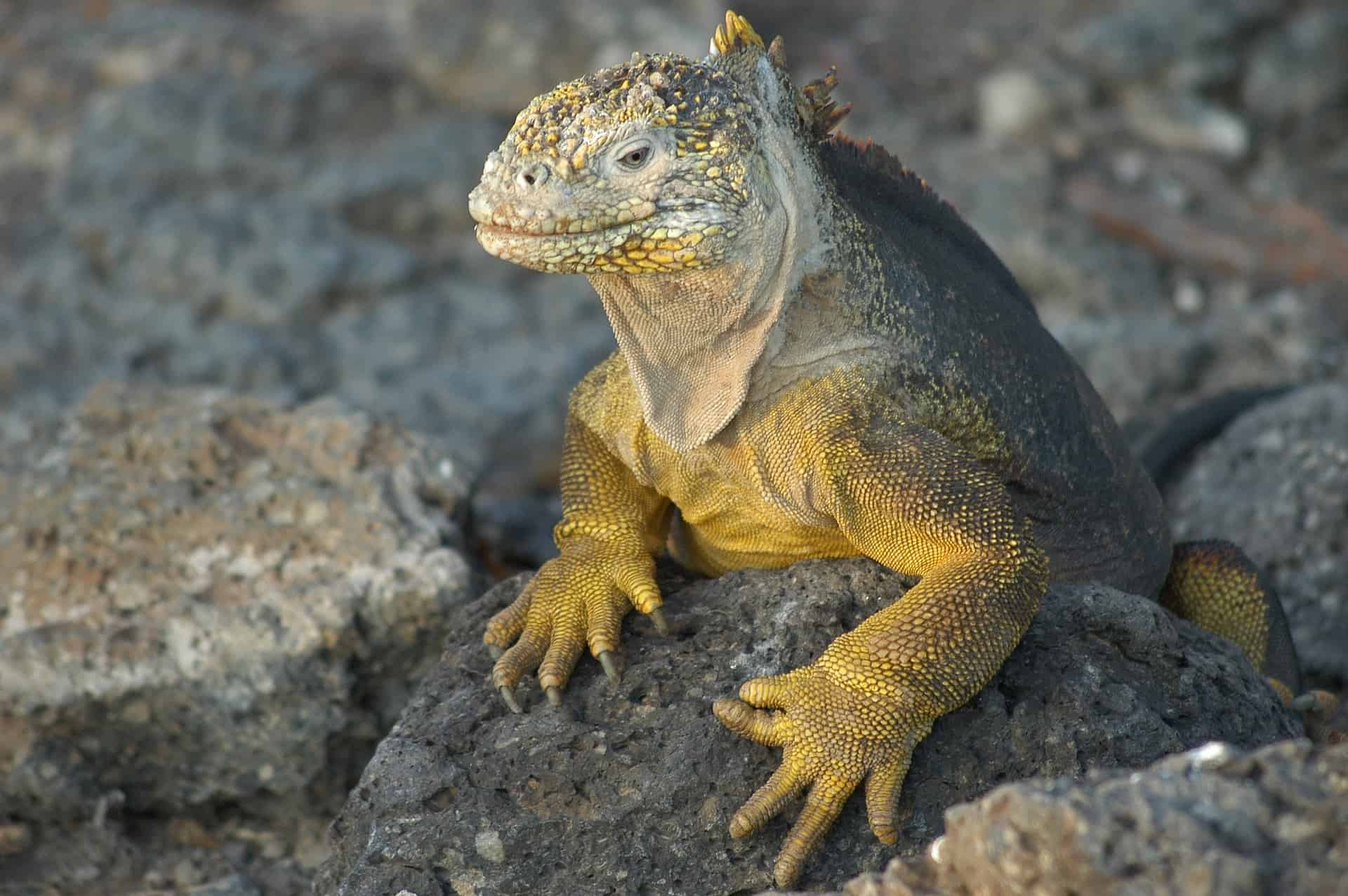 Adventure Bucket List: Best Destinations for an Adventure Getaway 2 Romantic Getaway: Reasons Why You Should Book A Galapagos Cruise With Your Partner