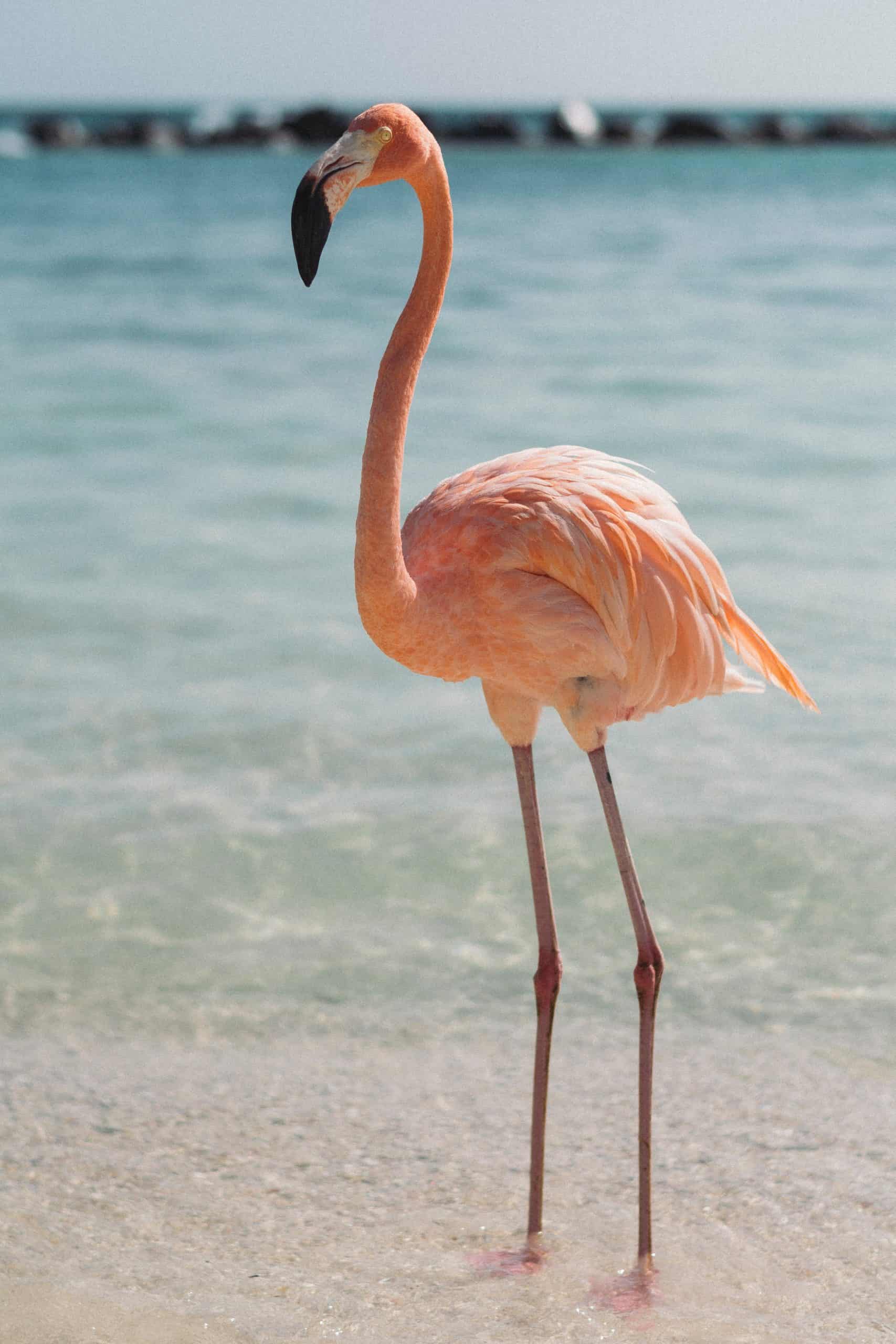 Comparison Holbox vs Isla Mujeres - Which One is Better 8 Holbox vs Isla Mujeres - Which One is Worth Visiting