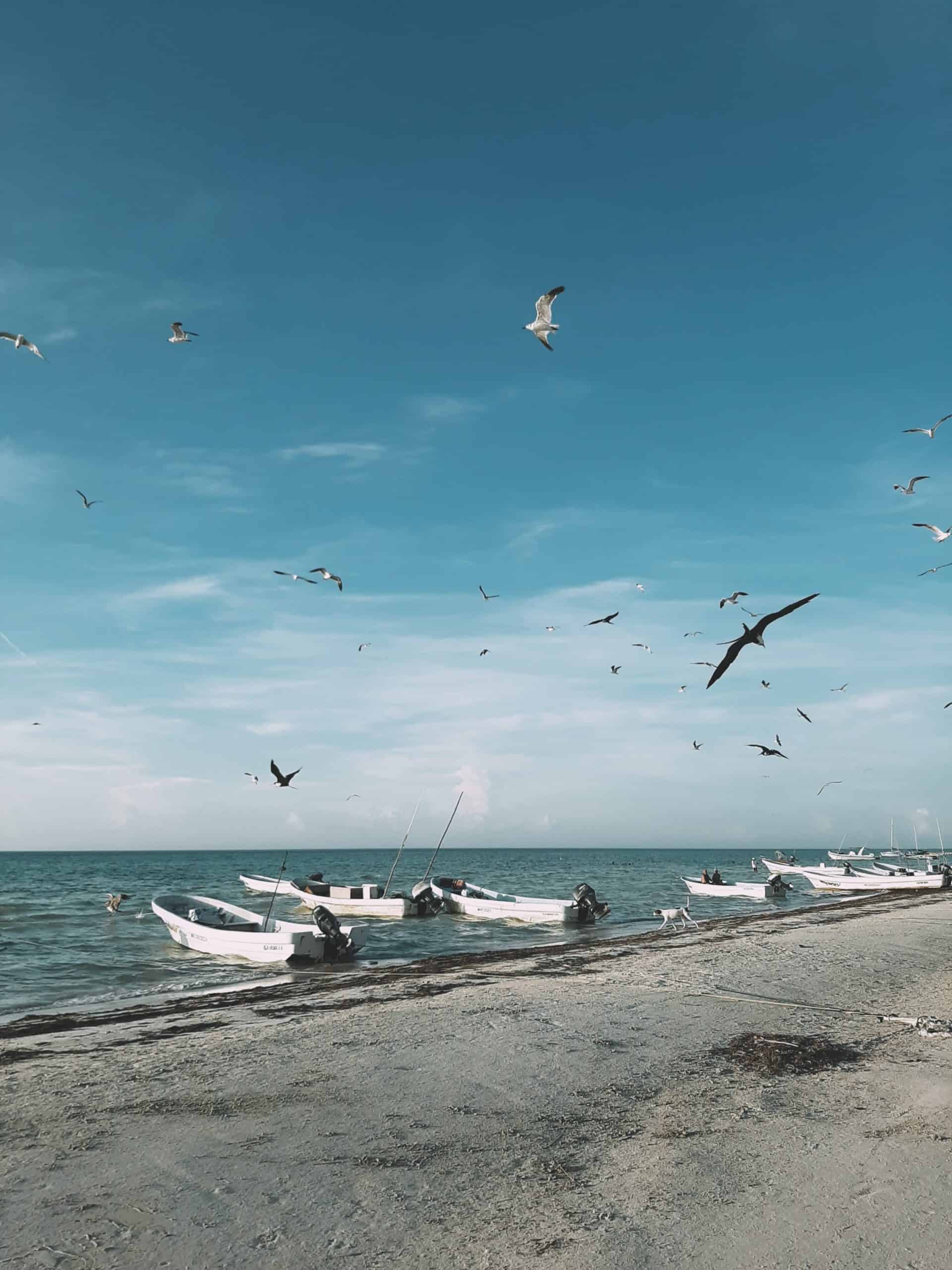 Comparison Holbox vs Isla Mujeres - Which One is Better 6 Holbox vs Isla Mujeres - Which One is Worth Visiting