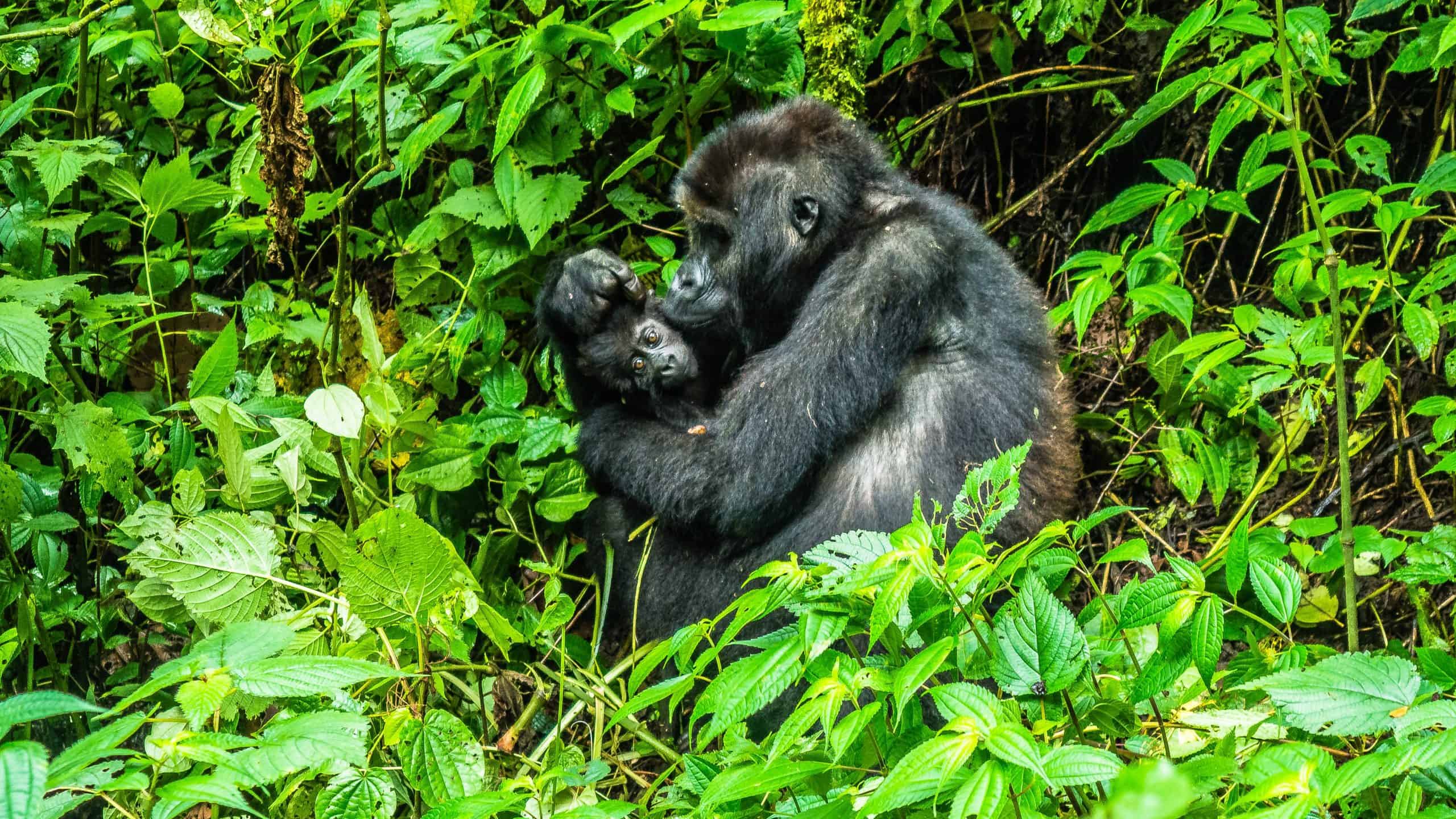 Best Republic of the Congo eSIM (w/ Discount) – Best eSIM for Republic of the Congo Compared 2 best Republic of the Congo eSim, Republic of the Congo esim, Republic of the Congo esim unlimited data, unlimited data esim Republic of the Congo, best esim for Republic of the Congo, Republic of the Congo tourist esim, esim Republic of the Congo, Republic of the Congo esim, Republic of the Congo esim for tourist, Republic of the Congo esim for tourists, Republic of the Congo prepaid esim, Prepaid eSim in Republic of the Congo, cheapest esim in Republic of the Congo, best data plan esim Republic of the Congo, Airalo Republic of the Congo Esim, Holafly Republic of the Congo eSim, Nomad eSim Republic of the Congo, MTX eSim Republic of the Congo, data eSim in Republic of the Congo, Airalo Republic of the Congo esim discount code, Holafly Republic of the Congo discount code, Nomad Republic of the Congo esim discount code, Ubigi Republic of the Congo esim discount code