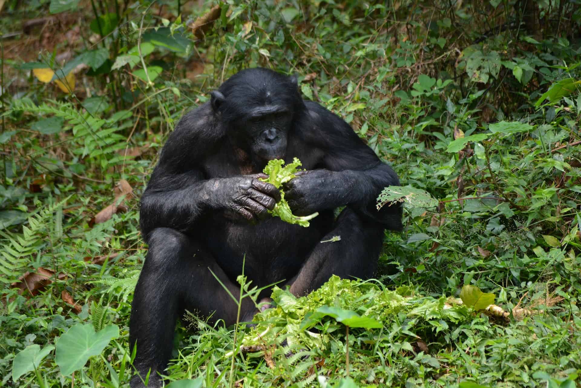 best DR Congo esim, DR Congo esim unlimited data, unlimited data esim DR Congo, best esim for DR Congo, DR Congo tourist esim, esim DR Congo, DR Congo esim, DR Congo esim for tourist, DR Congo esim for tourists, DR Congo prepaid esim, Prepaid eSim in DR Congo, cheapest esim in DR Congo, best data plan esim DR Congo, Airalo DR Congo Esim, Holafly DR Congo eSim, GigSky DR Congo eSim, Ubigi DR Congo esim discount code, Nomad eSim DR Congo, MTX eSim DR Congo, data eSim in DR Congo, Airalo DR Congo esim discount code, Holafly DR Congo discount code, Nomad DR Congo esim discount code