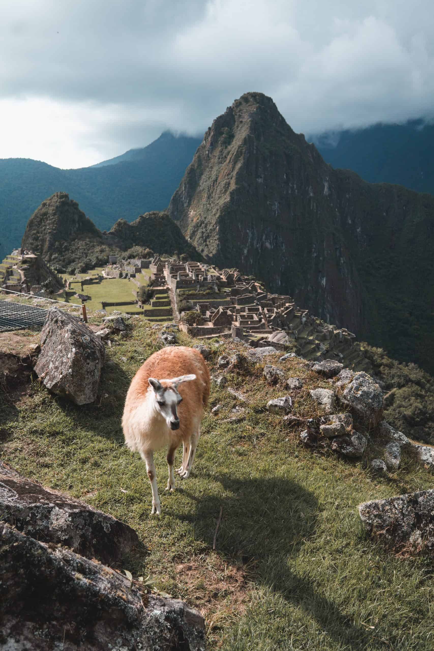 Comparison Lima vs Cusco - 10 Reasons to Pick the Best Peru Vacation For You 17 Llama in Machu Picchu Peru scaled