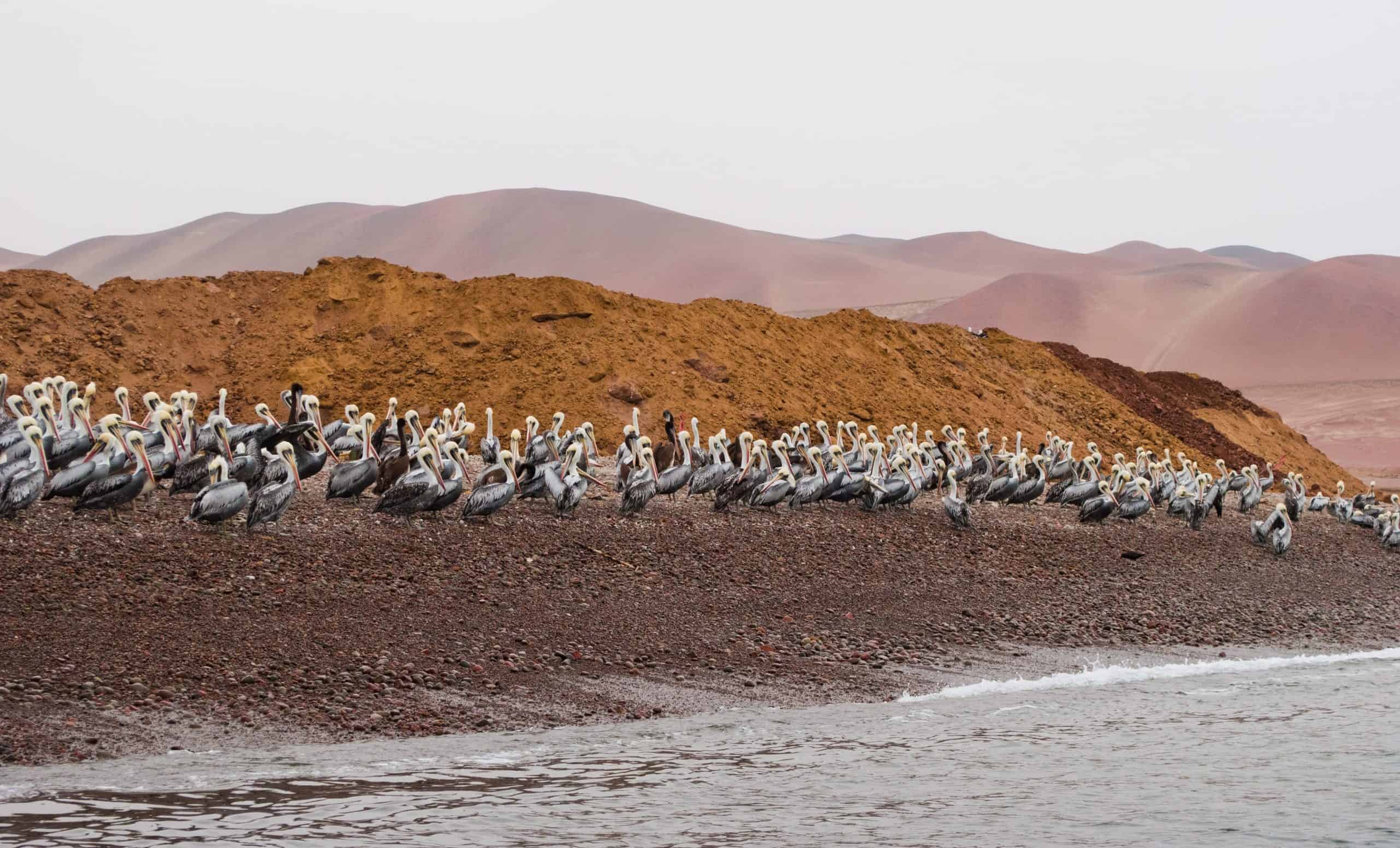 Comparison Lima vs Cusco - 10 Reasons to Pick the Best Peru Vacation For You 14 Ballestas Island - Lima vs Cusco