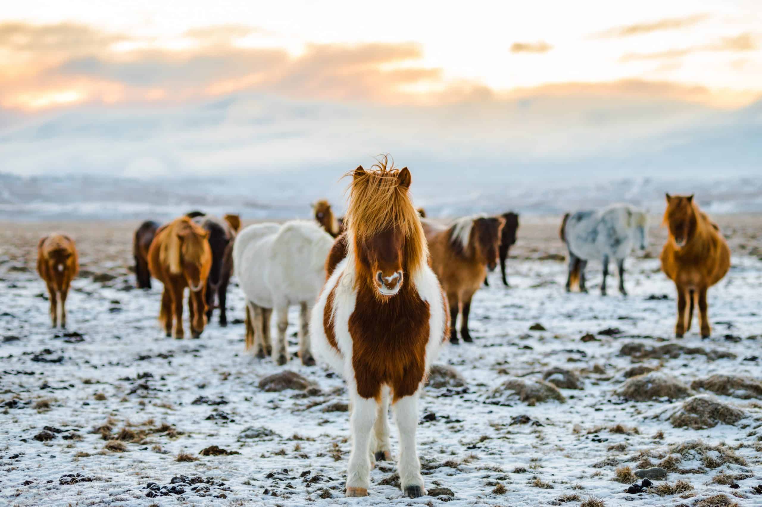20 Common Mistakes to Avoid in Iceland For Your Next Trip 5 20 Common Mistakes to Avoid in Iceland For Your Next Trip