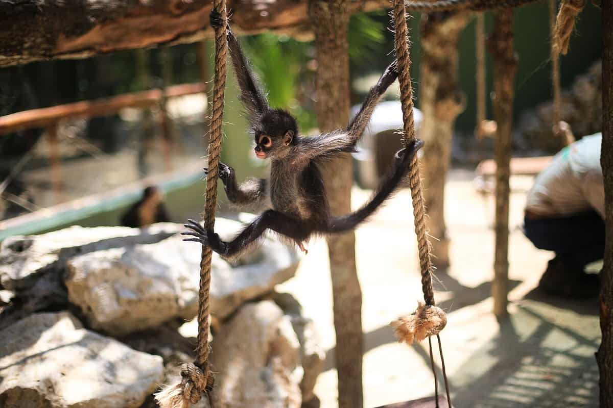 Comparison Akumal vs Playa del Carmen - Which is Better in Riviera Maya? 6 Akumal vs Playa del Carmen - Akumal Monkey Sanctuary