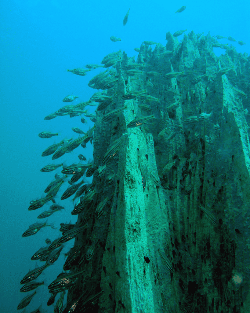 Comparison El Nido vs Coron - Which is the Better? 14 Barracuda Lake Diving Underwater Tours Coron Philippines Gamintraveler