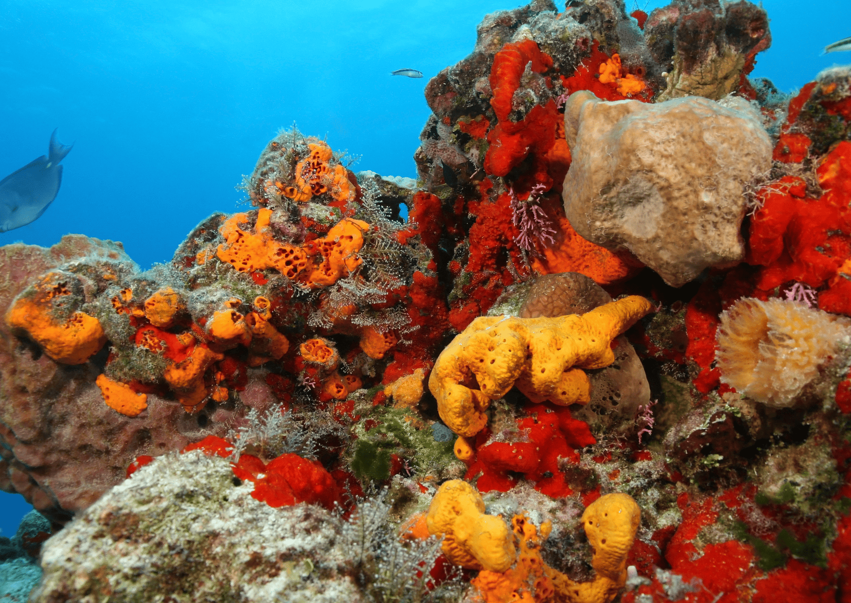 Comparison Cozumel vs Tulum - Which is the Better Trip? 6 Cozumel reef is part of Mesoamerican Reef, Cozumel vs Tulum - Which is the Better Trip?