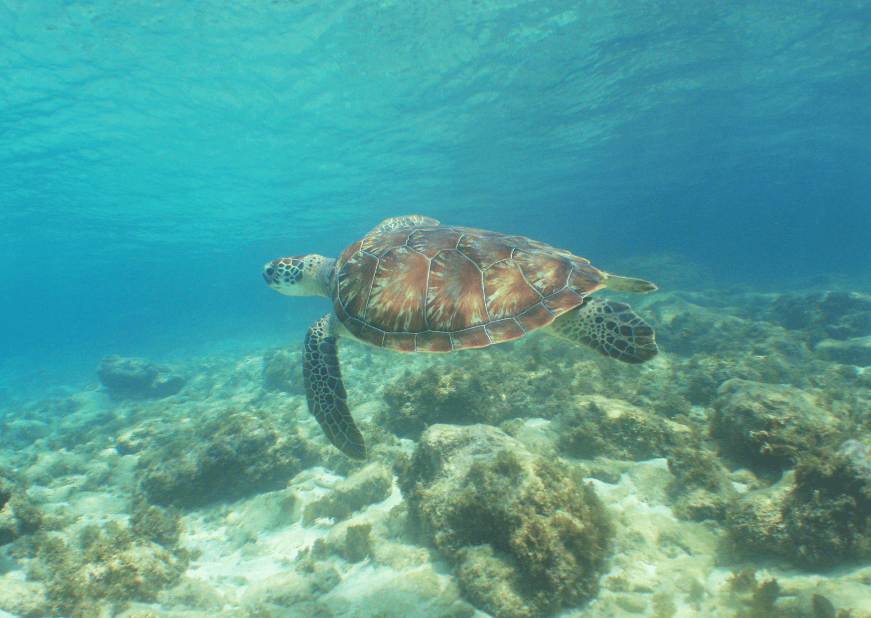 Comparison Aruba vs Curacao - Which is the Better Caribbean Trip? 23 Snorkeling in Curacao in Playa Piskado Curacao - Curacao vs Aruba