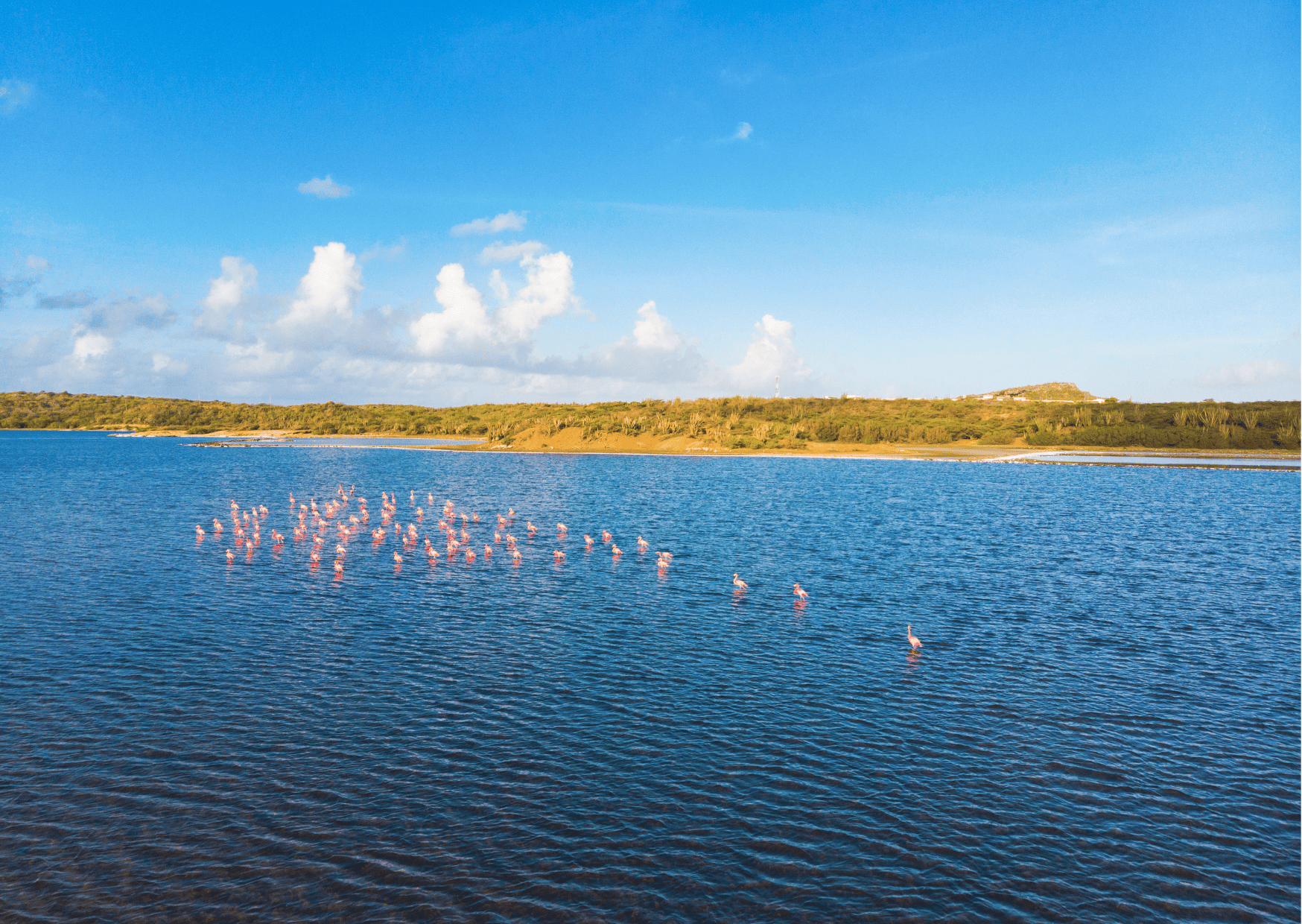 Best 7-Day Curacao Itinerary - How Many Days in Curacao 17 Flamingos in Curacao in Jan Thiel Bay, Best 7-Day Curacao Itinerary (Updated 2023): How Many Days in Curacao