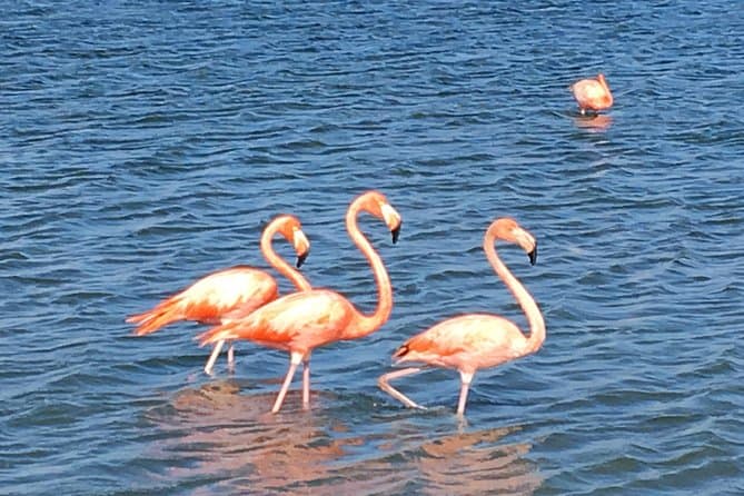 Best 7-Day Curacao Itinerary - How Many Days in Curacao 5 Perfect Day Tour Small Group Curacao 2