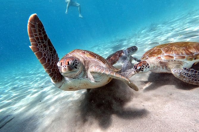 Best 7-Day Curacao Itinerary - How Many Days in Curacao 7 Perfect Day Tour Small Group Curacao