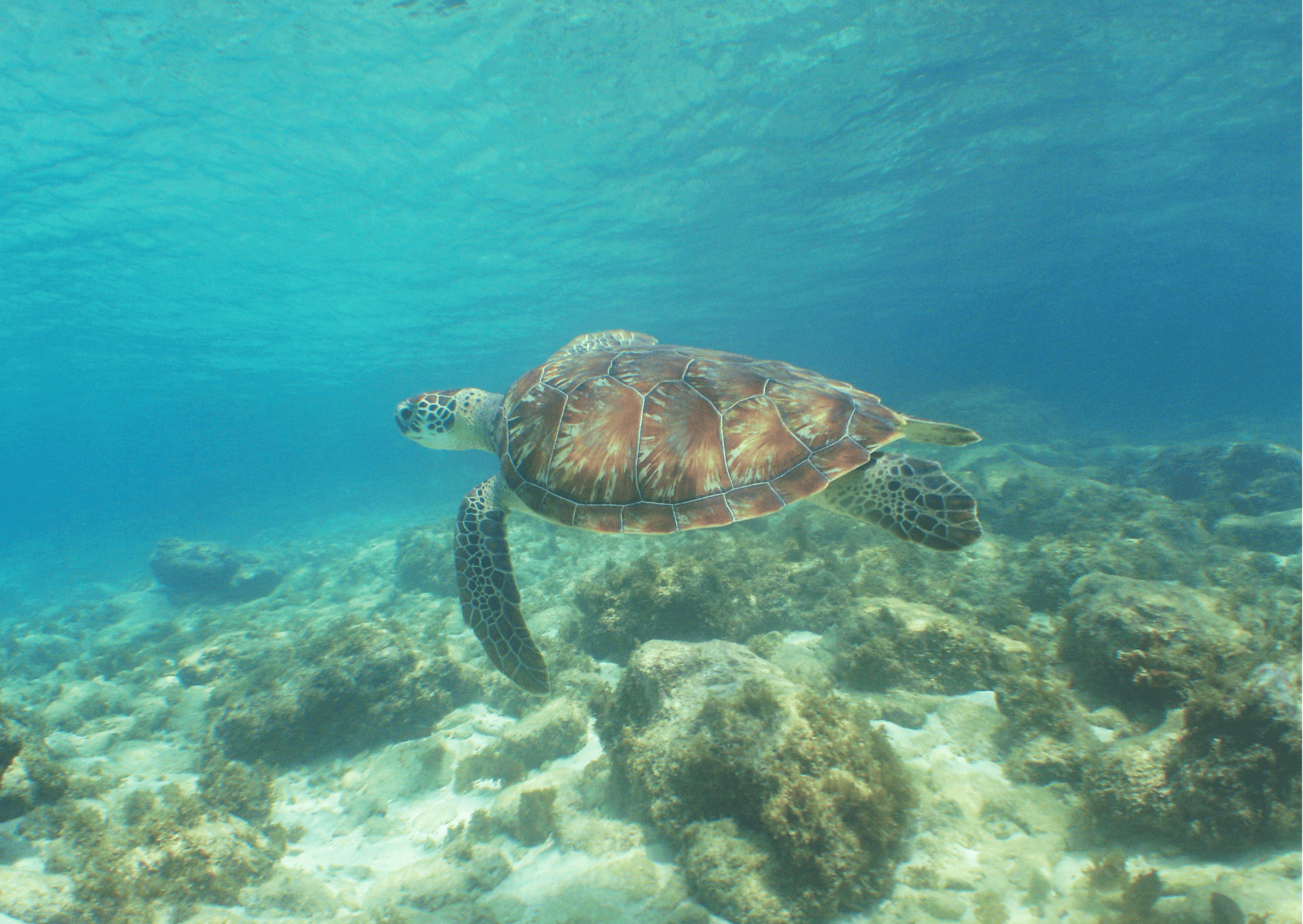 Best 7-Day Curacao Itinerary - How Many Days in Curacao 11 Playa Lagun Snorkeling - Curacao, Best 7-Day Curacao Itinerary (Updated 2023): How Many Days in Curacao