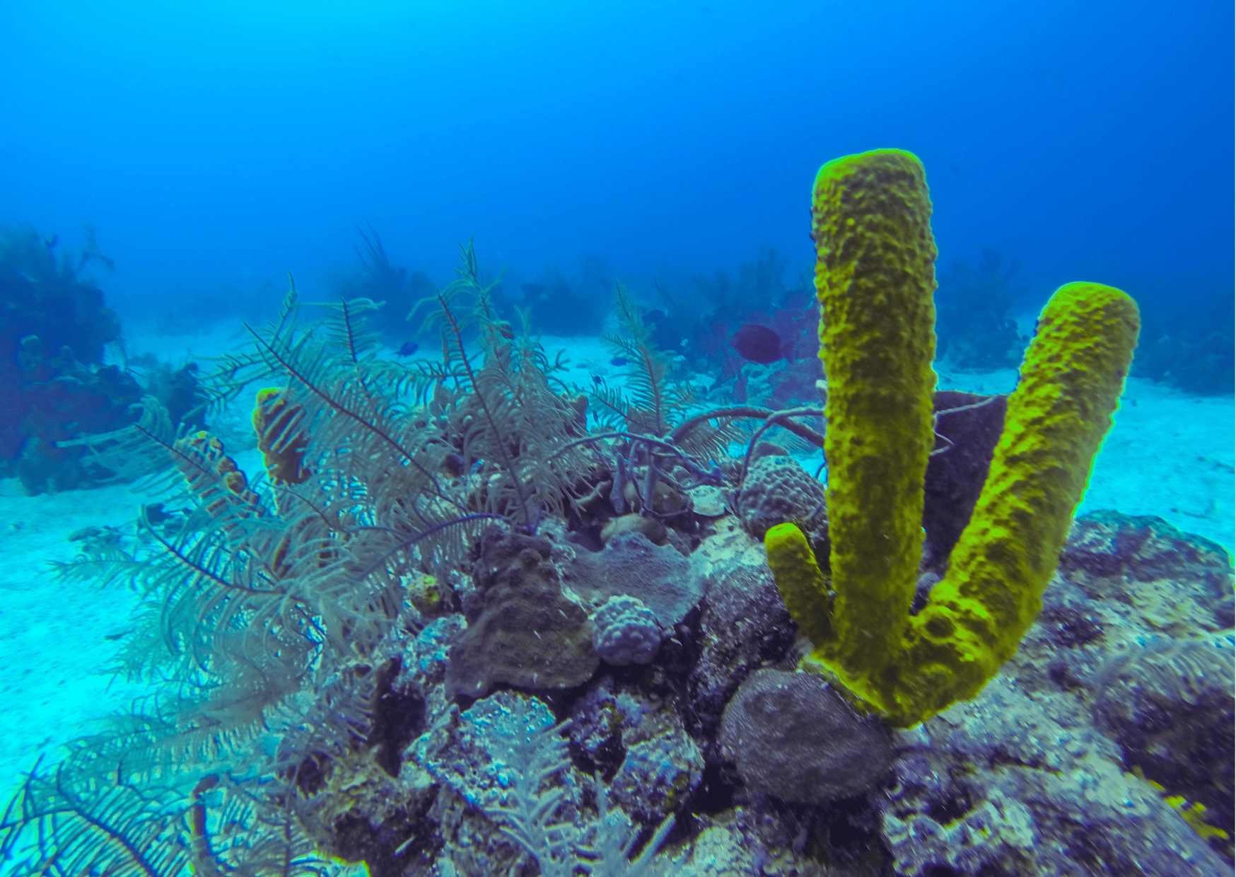 Cancun vs Belize - Which is the Better Vacation? 3 Scuba diving in Belize - Cancun vs Belize