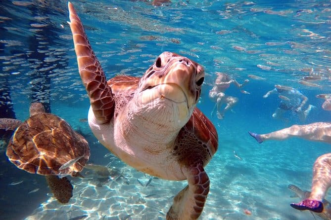 Best 7-Day Curacao Itinerary - How Many Days in Curacao 12 Swim with Sea Turtles Grote Knip Beach 2