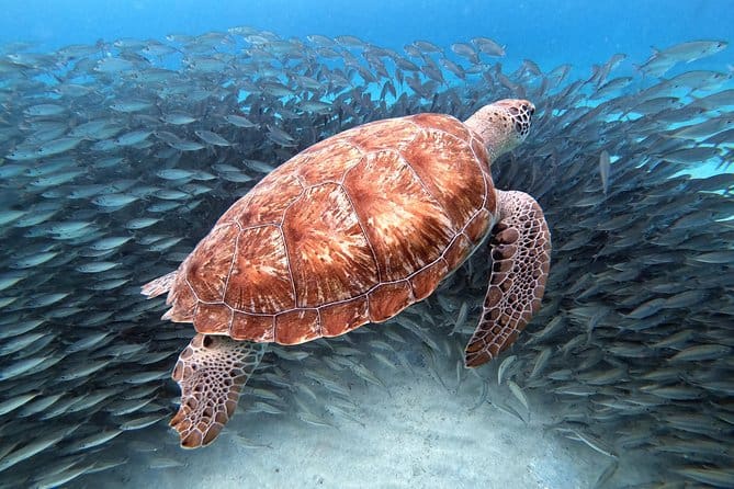 Best 7-Day Curacao Itinerary - How Many Days in Curacao 13 Swim with Sea Turtles Grote Knip Beach 3