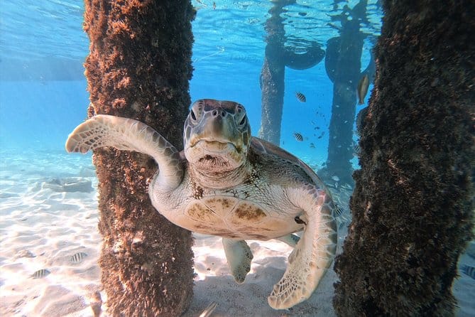 Best 7-Day Curacao Itinerary - How Many Days in Curacao 14 Swim with Sea Turtles Grote Knip Beach