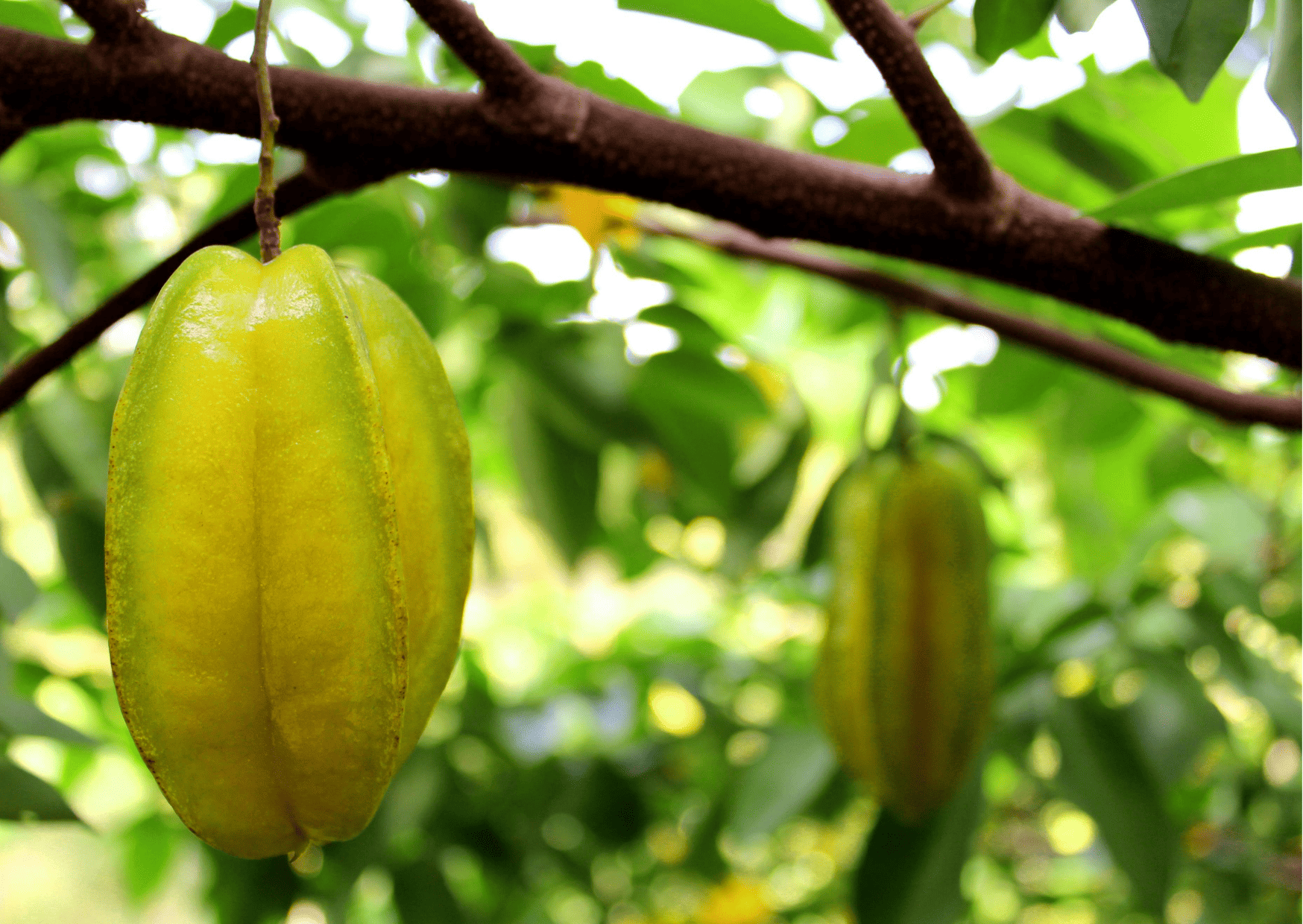 Fruits in Panama - 32 Exotic Panamanian Fruits You Need to Try When in Panama 10 Fruits in Dominican Republic Star Fruit Carambola