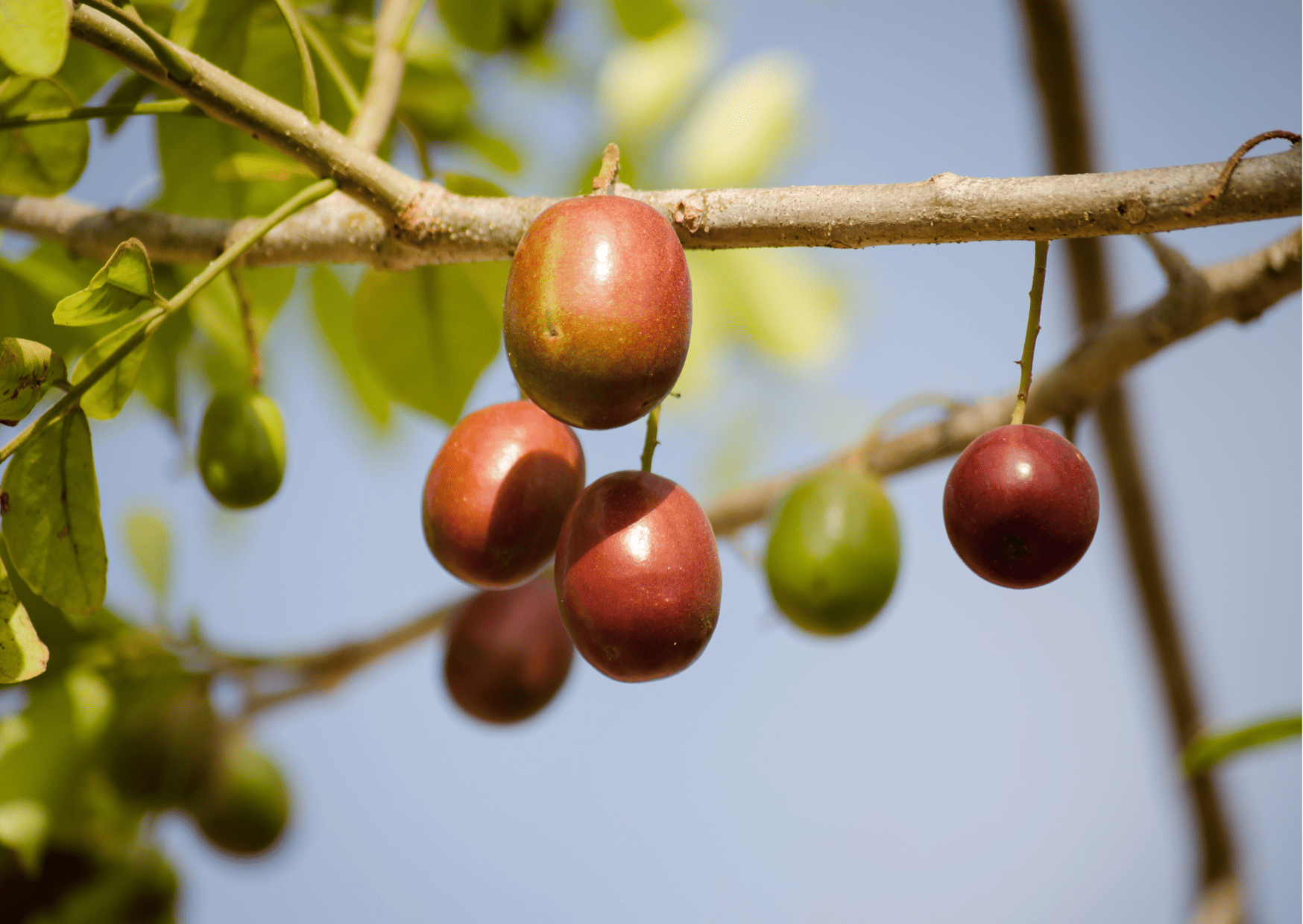 Exotic El Salvador Fruits - 30 Fruits in El Salvador to Try 3 Exotic El Salvador Fruits - 30 Fruits in El Salvador to Try