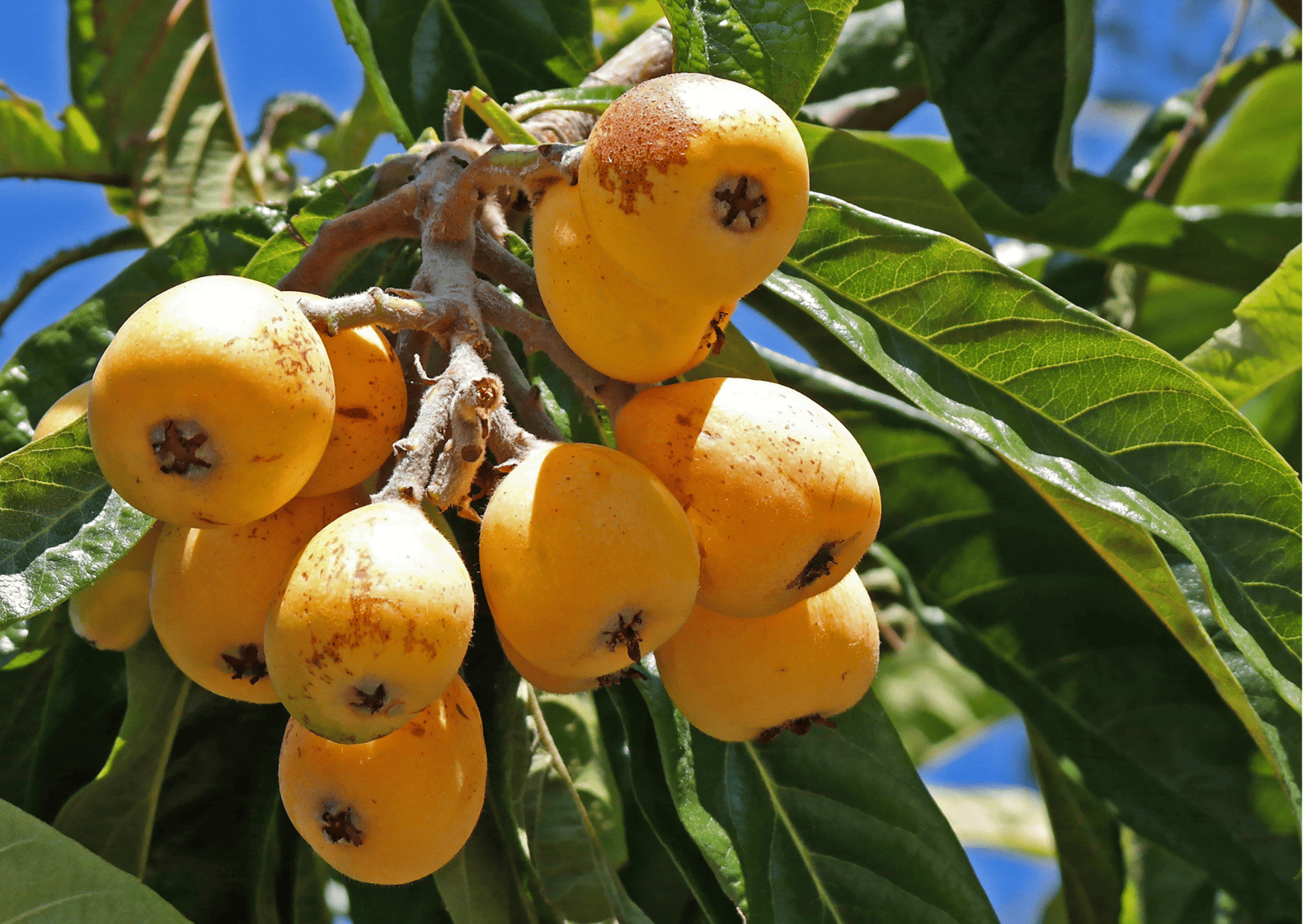 Fruits in Guatemala - Guatemalan Fruits 