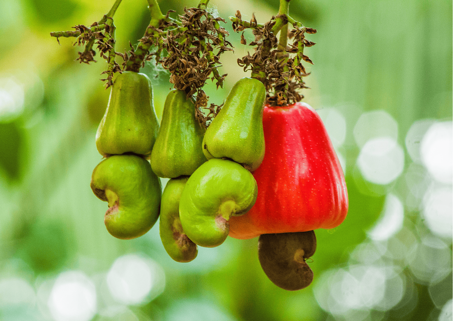Fruits in Guatemala - Guatemalan Fruits 