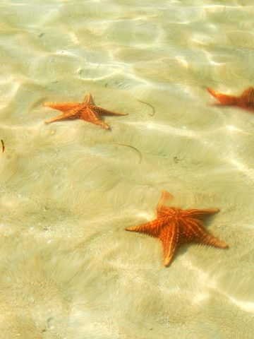 8 Best Places In The Caribbean To Live For Less Than $2,000 USD A Month, How To Get From Boquete to Bocas del Toro Best Way – All Possible Ways, Boquete to Bocas del Toro, Boquete to Bocas del Toro transfer, cheapest way from Boquete to Bocas del Toro, bus from Boquete to Bocas del Toro, from Boquete to Bocas del Toro by bus, best way from Boquete to Bocas del Toro, taxi from Boquete to Bocas del Toro, private transfer from Boquete to Bocas del Toro, Shared Van from Boquete to Bocas del Toro, rent a car in Boquete, uber from Boquete to Bocas del Toro
