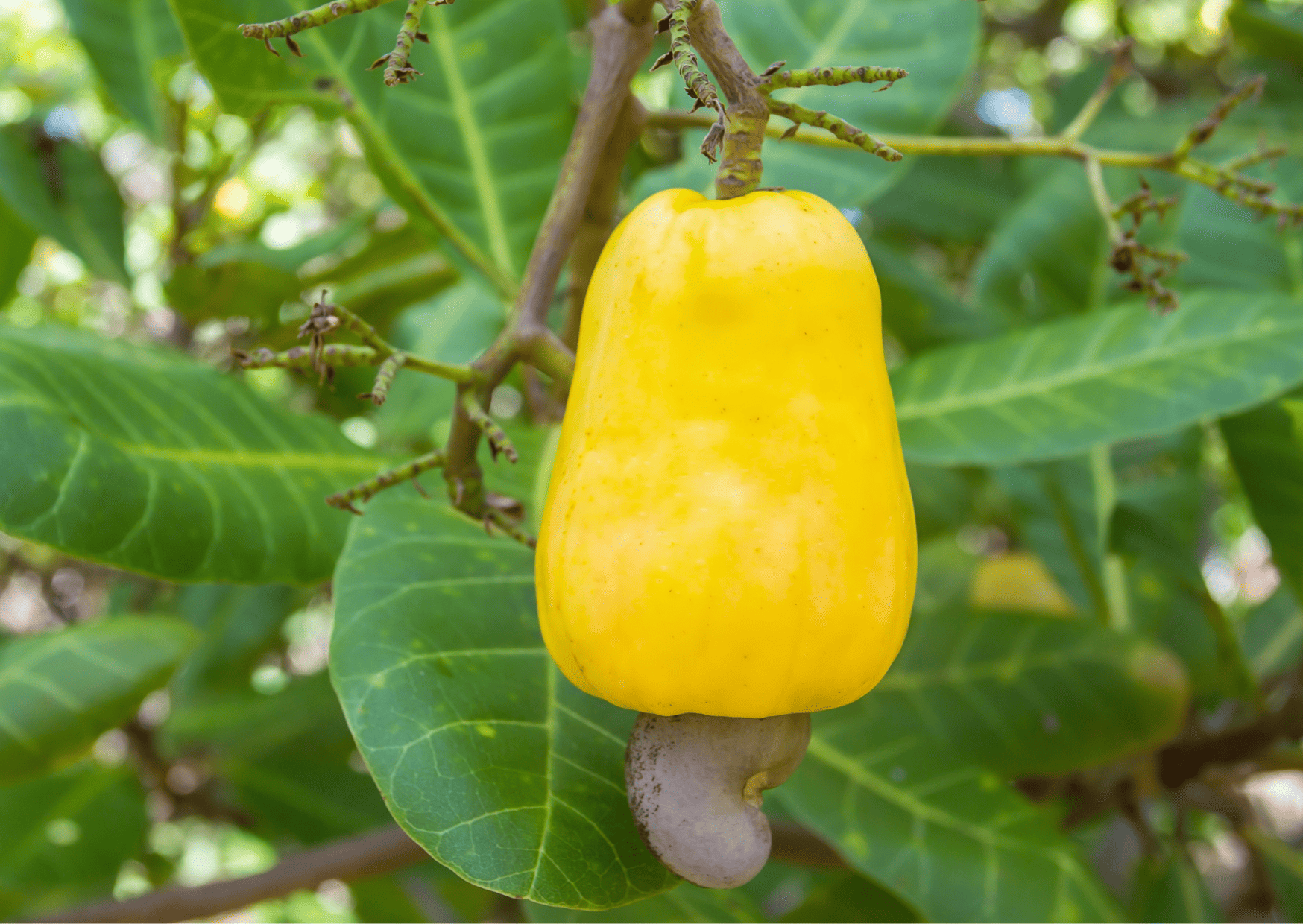 Exotic El Salvador Fruits - 30 Fruits in El Salvador to Try 5 Exotic El Salvador Fruits - 30 Fruits in El Salvador to Try
