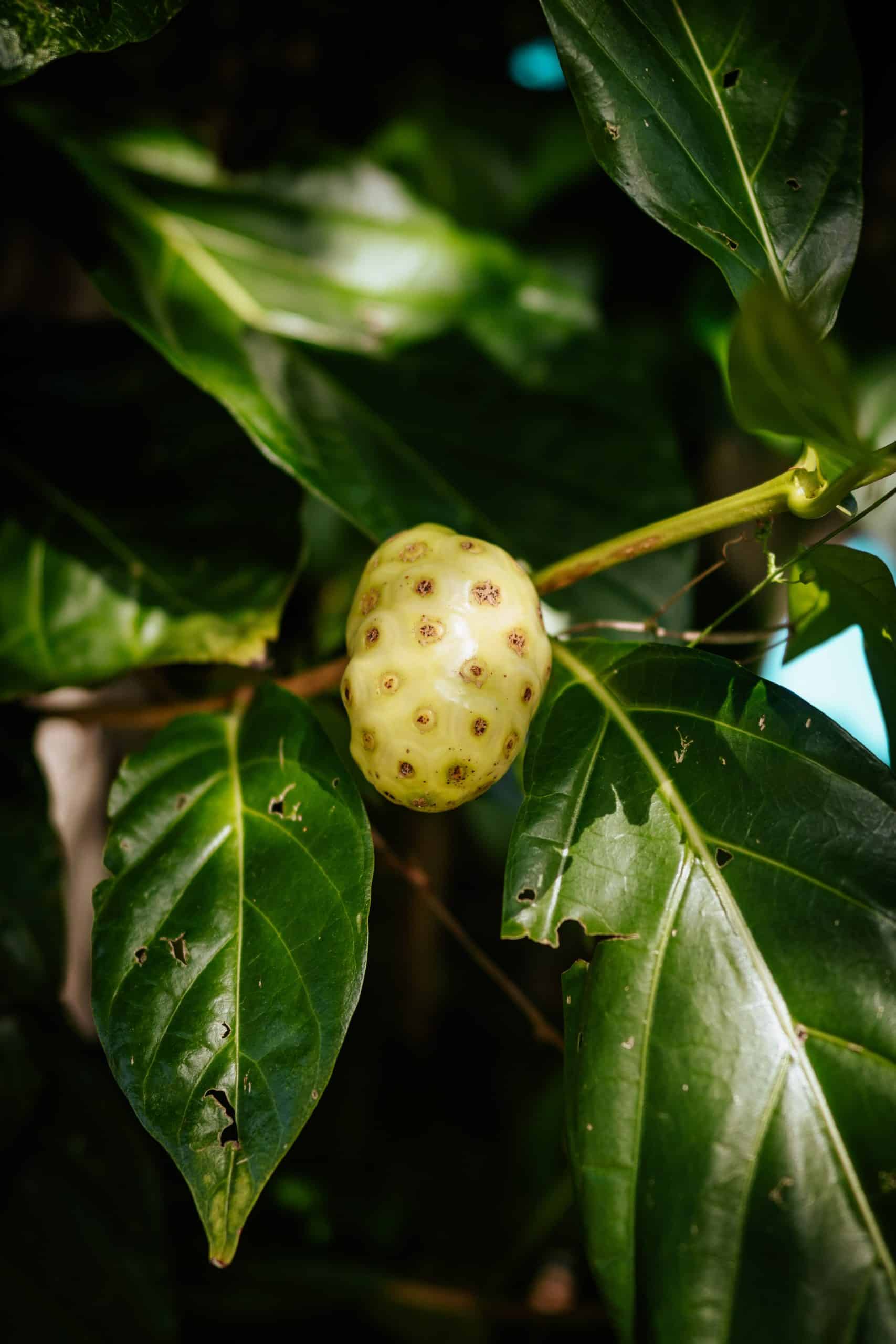 Exotic El Salvador Fruits - 30 Fruits in El Salvador to Try 7 Exotic El Salvador Fruits - 30 Fruits in El Salvador to Try