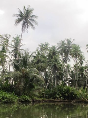 How To Get From Uvita to Sierpe Best Way – All Possible Ways, Uvita to Sierpe, Uvita to Sierpe transfer, cheapest way from Uvita to Sierpe, bus from Uvita to Sierpe, from Uvita to Sierpe by bus, best way from Uvita to Sierpe, taxi from Uvita to Sierpe, private transfer from Uvita to Sierpe, Shared Van from Uvita to Sierpe, rent a car in Uvita, uber from Uvita to Sierpe