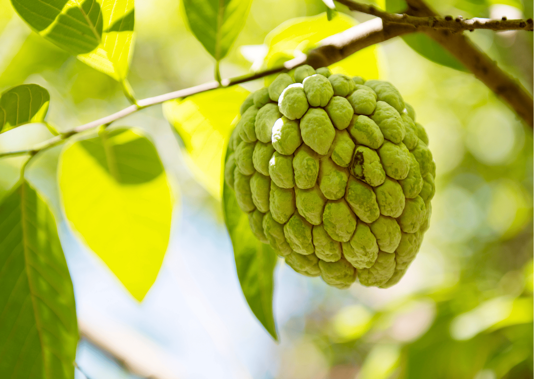 Fruits in Panama - 32 Exotic Panamanian Fruits You Need to Try When in Panama 9 anon - Fruits in Panama, Panamanian Fruits, Exotic Fruits in Panama