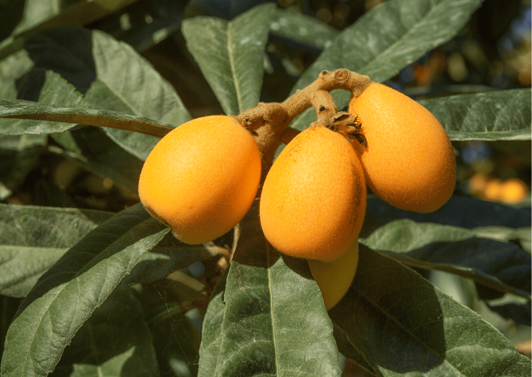 Fruits in Panama - 32 Exotic Panamanian Fruits You Need to Try When in Panama 13 loquat Fruits in Panama Panamanian Fruits Exotic Fruits in Panama