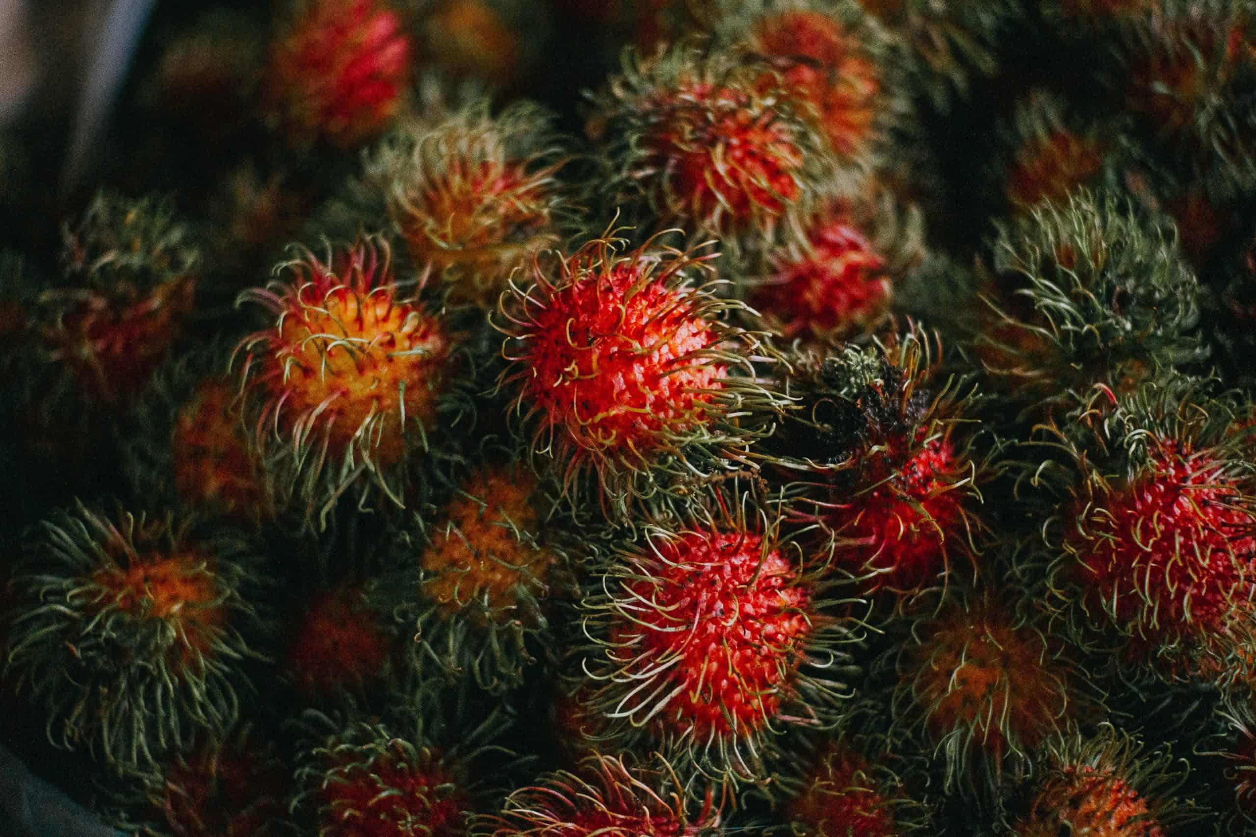 Fruits in Singapore: 25 Tropical Singapore Fruits to Try and Singapore Desserts 13 Fruits in Singapore: 25 Tropical Singapore Fruits to Try and Singapore Desserts