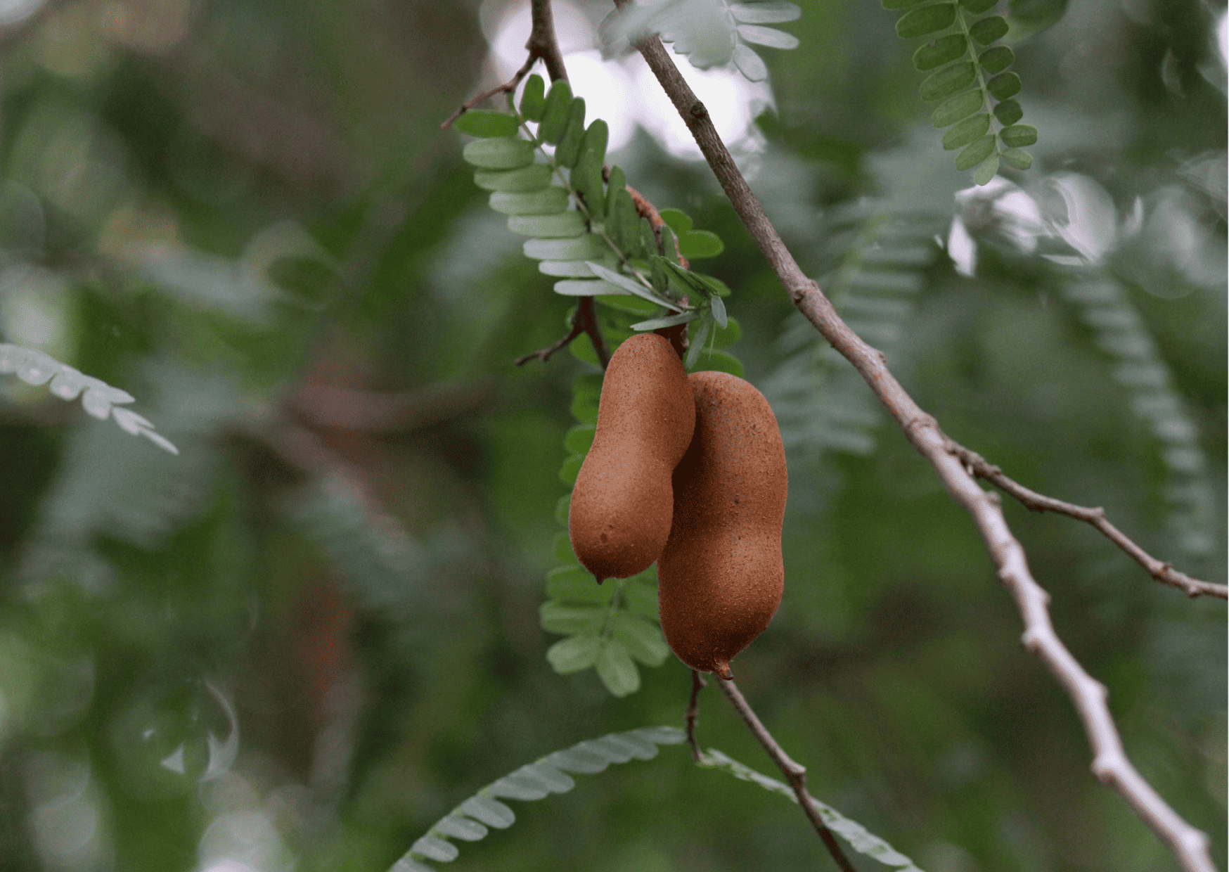Fruits in Panama - 32 Exotic Panamanian Fruits You Need to Try When in Panama 11 tamarindo Fruits in Panama Panamanian Fruits Exotic Fruits in Panama