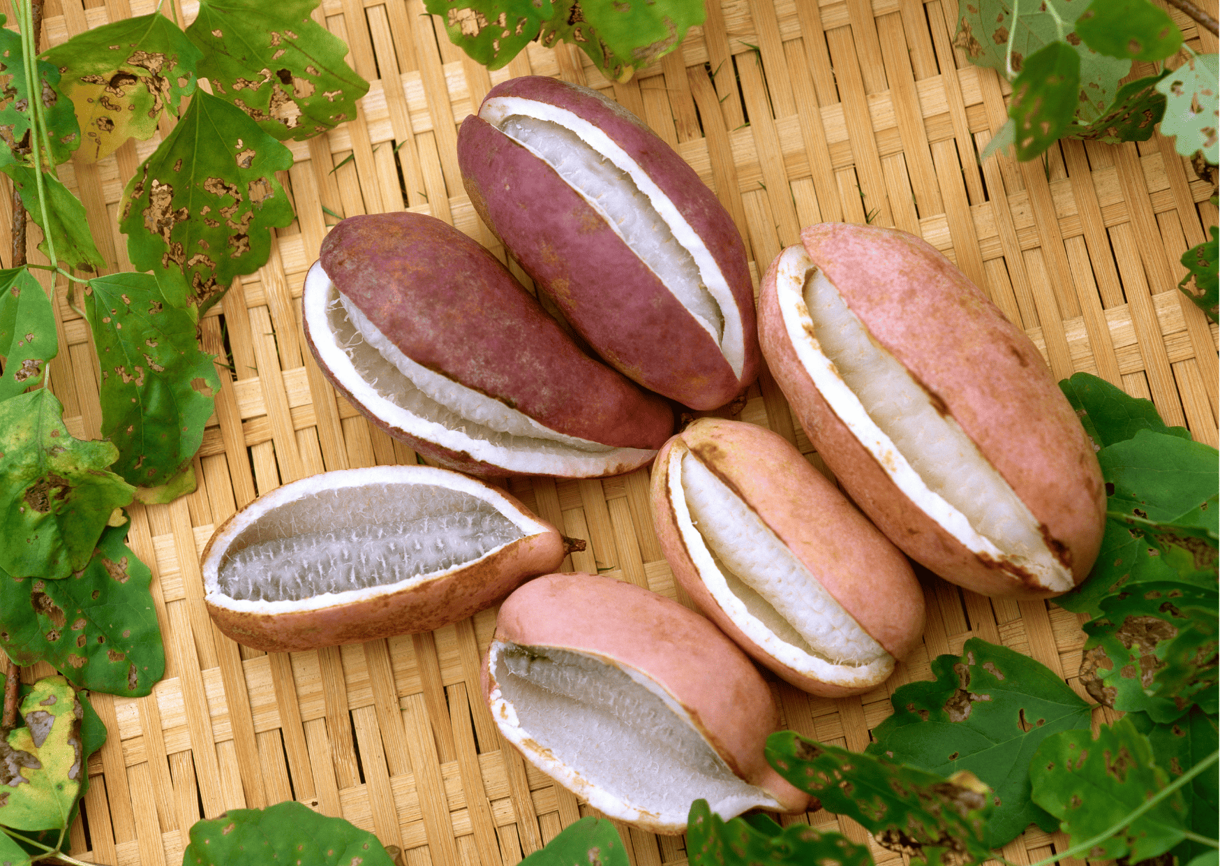 Akebi (Japanese Chocolate Vine Fruit), japan fruits, fruits in japan, traditional fruits in japan to try, traditional japanese fruits