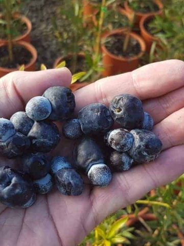 Exotic Fruits in Australia - Fruits in Australia to Discover