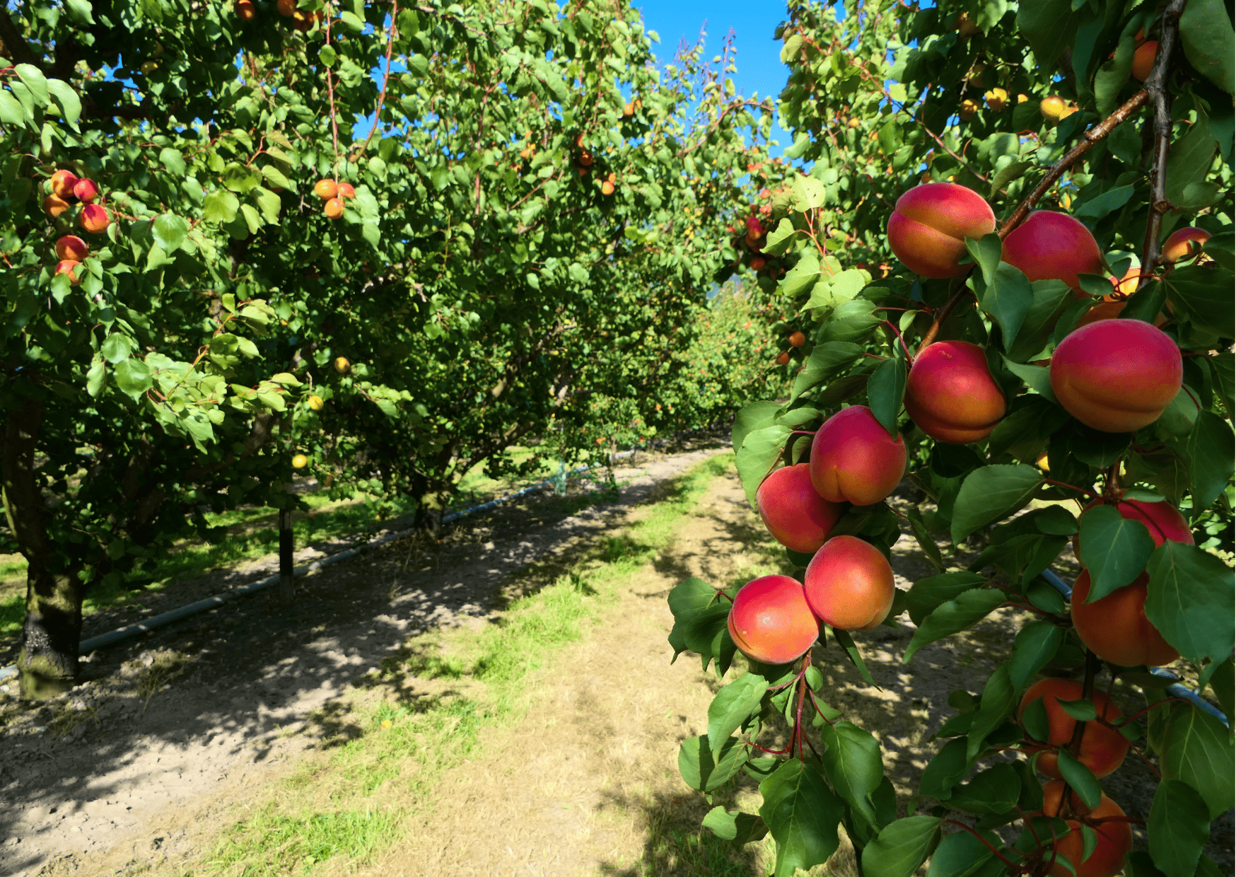 fruits in switzerland, seasonal fruits in switzerland