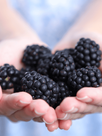 Fruits in Switzerland: 10 Seasonal Fruits in Switzerland