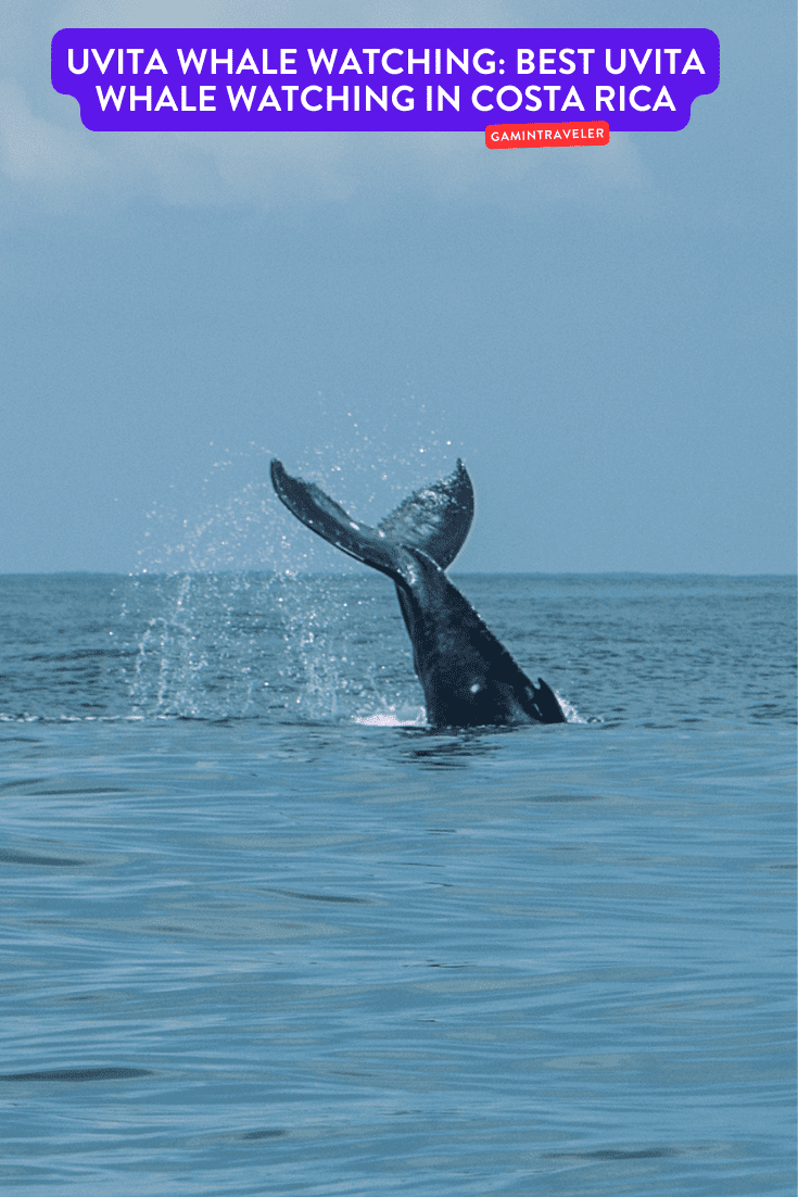Uvita Whale Watching: Best Uvita Whale Watching in Costa Rica 1 Uvita Whale Watching Best Uvita Whale Watching in Costa Rica