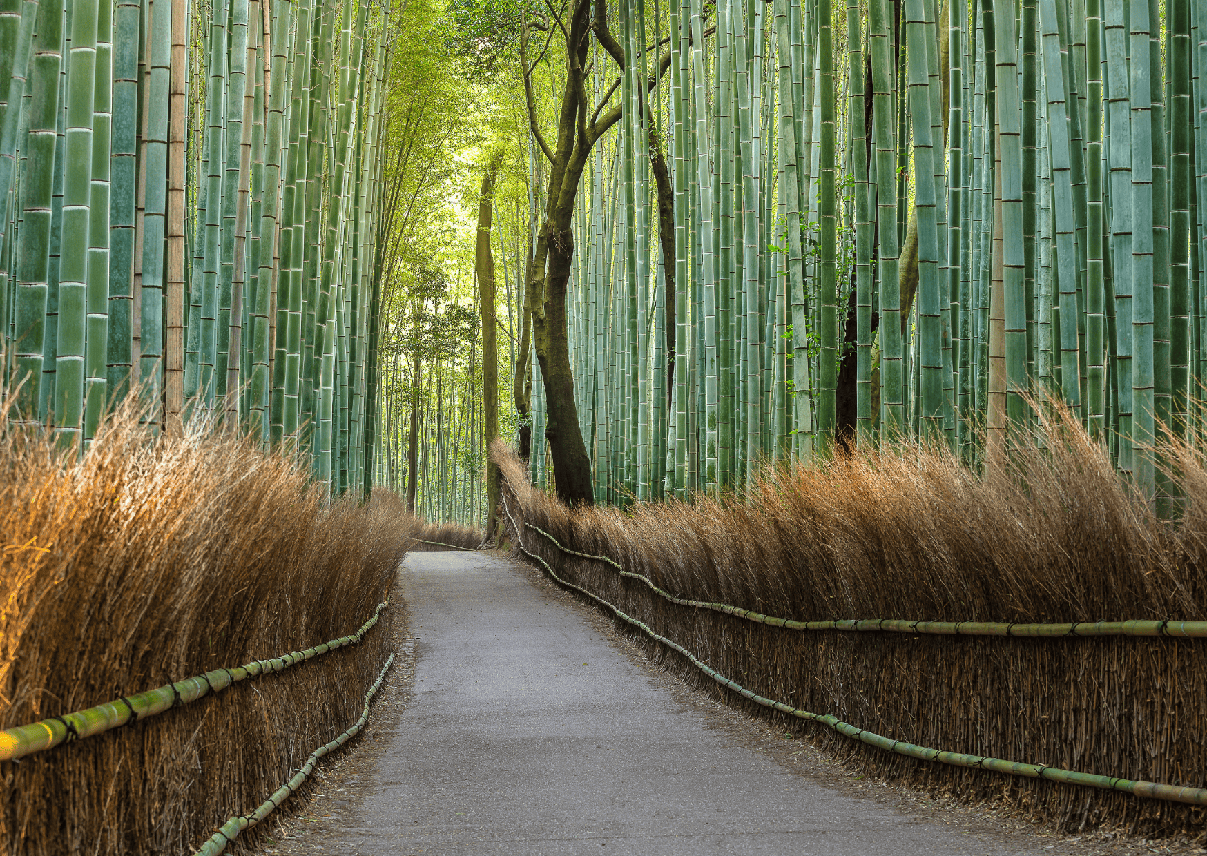 Our Ultra Guide on 30 Things To Know Before Visiting Japan 5 An ultra guide on 28 things to know before visiting Japan