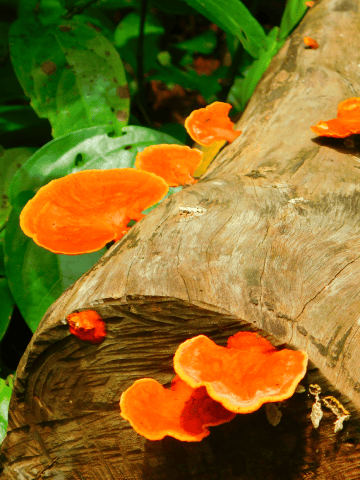Mushrooms-growing-on-a-log-Cahuita-National-Park-5-Day-Costa-Rica-Caribbean-Guide_-Cahuita-and-Punta-Uva-Itinerary