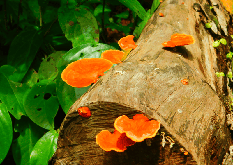 5 Day Costa Rica Caribbean Guide: Cahuita and Punta Uva Itinerary 3 Biodiversity found in Cahuita National Park - Cahuita and Punta Uva Itinerary
