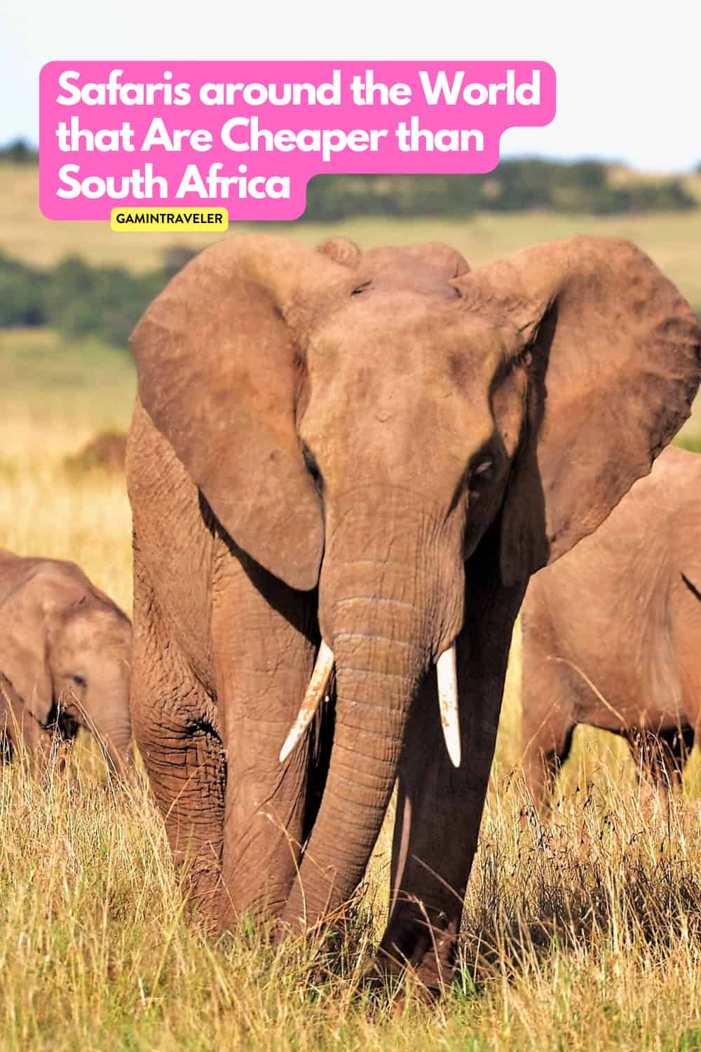 Can't Afford an African Safari? 10 Safaris Around the World Cheaper Than An African Safari 1 Cant Afford an African Safari Explore These Stunning Budget Friendly Alternatives