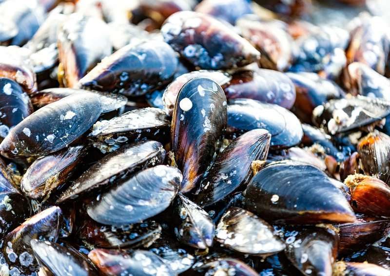 The Mussels Recipe That Makes Restaurant Seafood Feel Overpriced: How to Make Moules That Taste Like a French Bistro 3 How to Make Moules - Authentic Moules (Recipe Guide) Tips and Calories