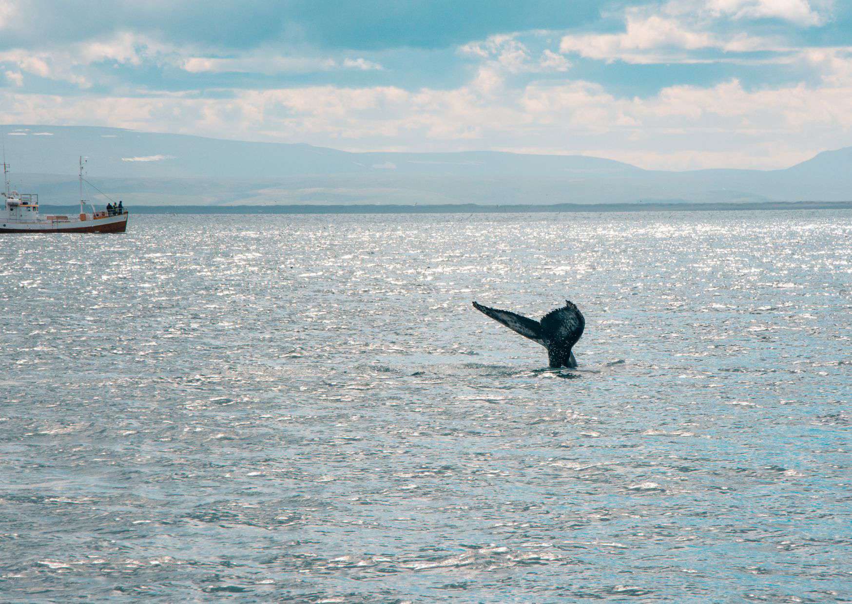 6 Tourist Traps to Avoid in Reykjavik Iceland And How To Avoid Them 5 Whale Watching Tours, 6 Tourist Traps to Avoid in Reykjavik (Travel Guide) And How To Avoid Them