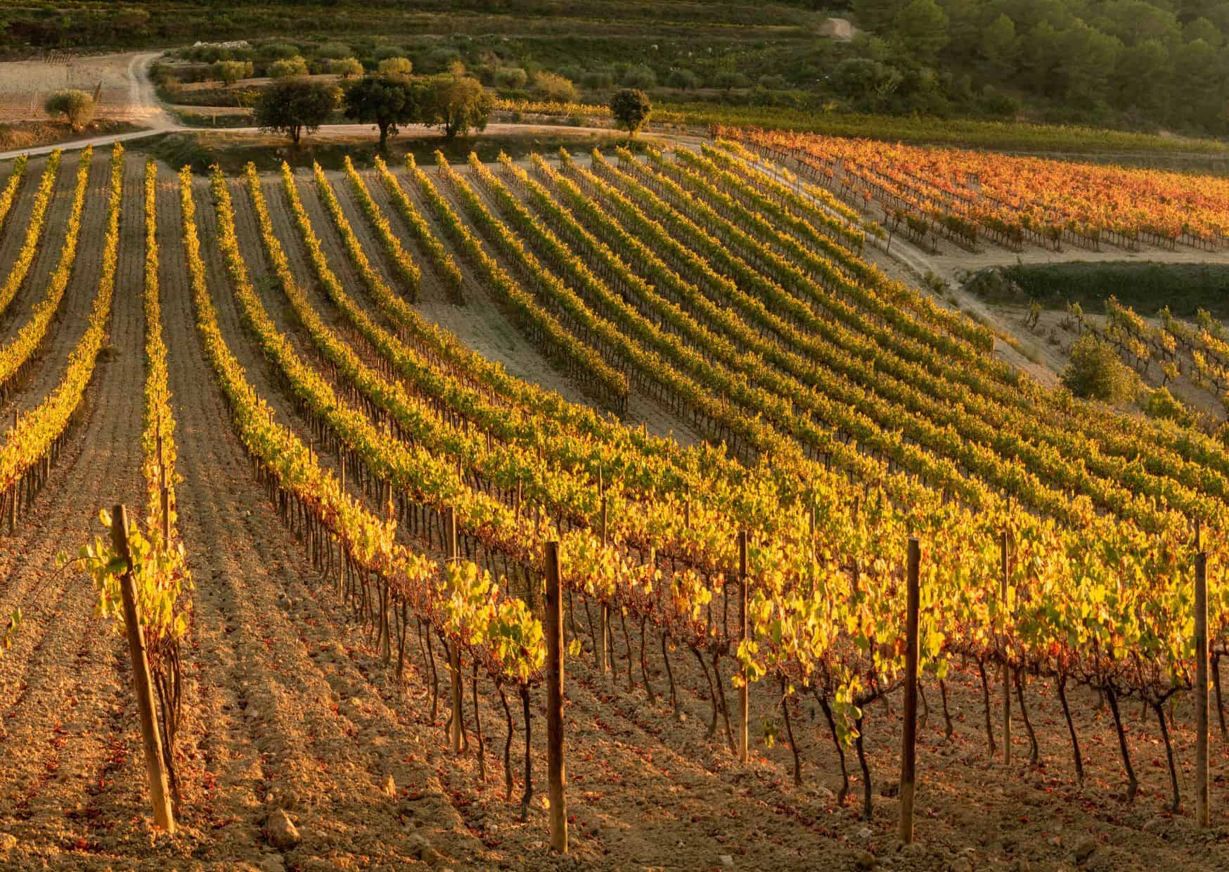 10 Incredible Day Trips From Barcelona (That Locals Actually Recommend) 11 wine