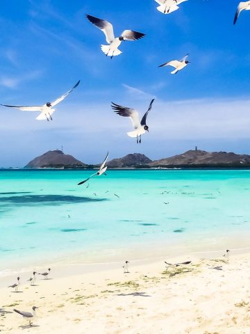 20 Unspoken Rules Of Caribbean Beaches That Tourists Can't Understand, Don’t Do This in the Caribbean: 20 Things Not to Do in the Caribbean, 7 Tourist Traps to Avoid in the Caribbean And How To Avoid Them